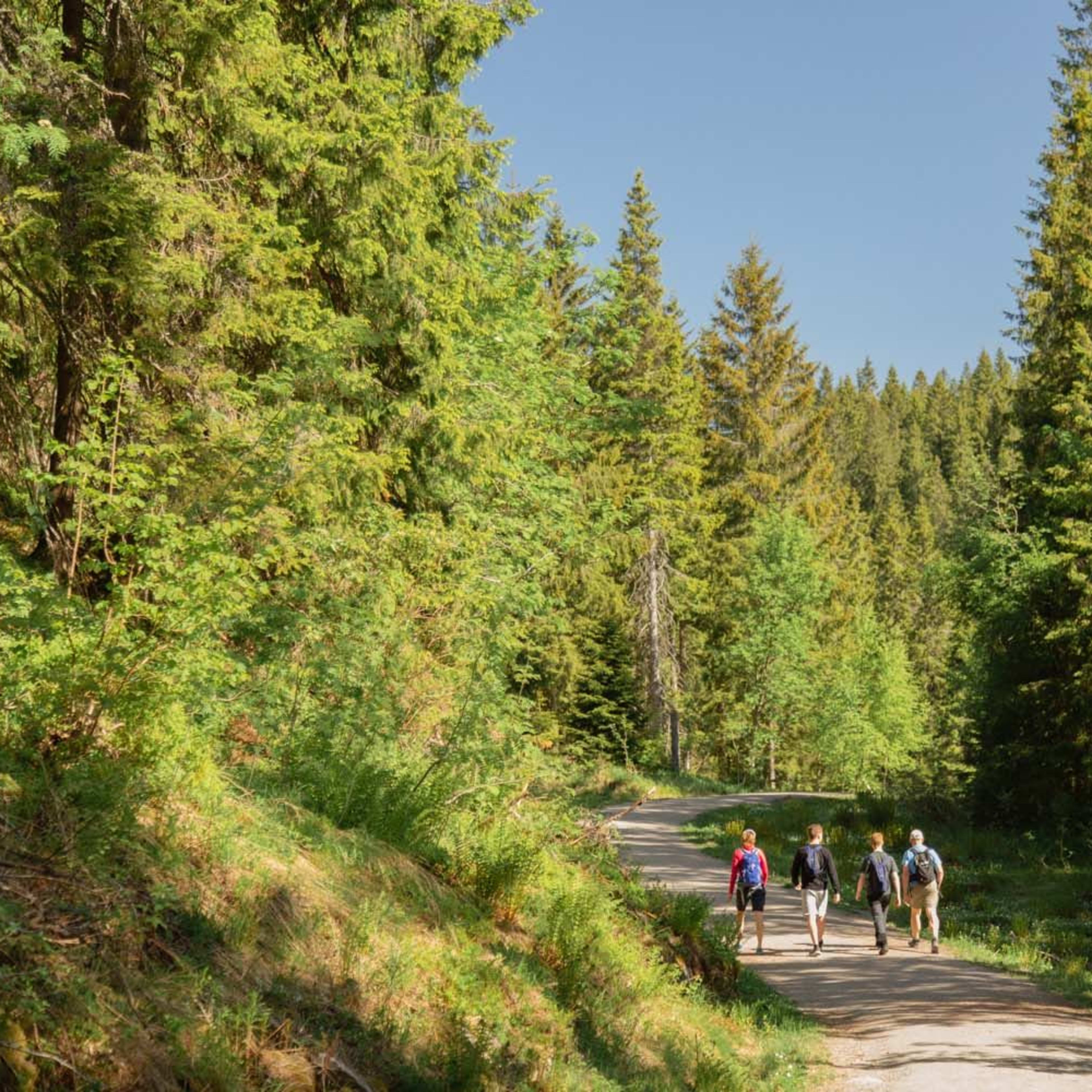 Four hikers walking forest trail, lush green trees and bright blue sky creating peaceful scene.