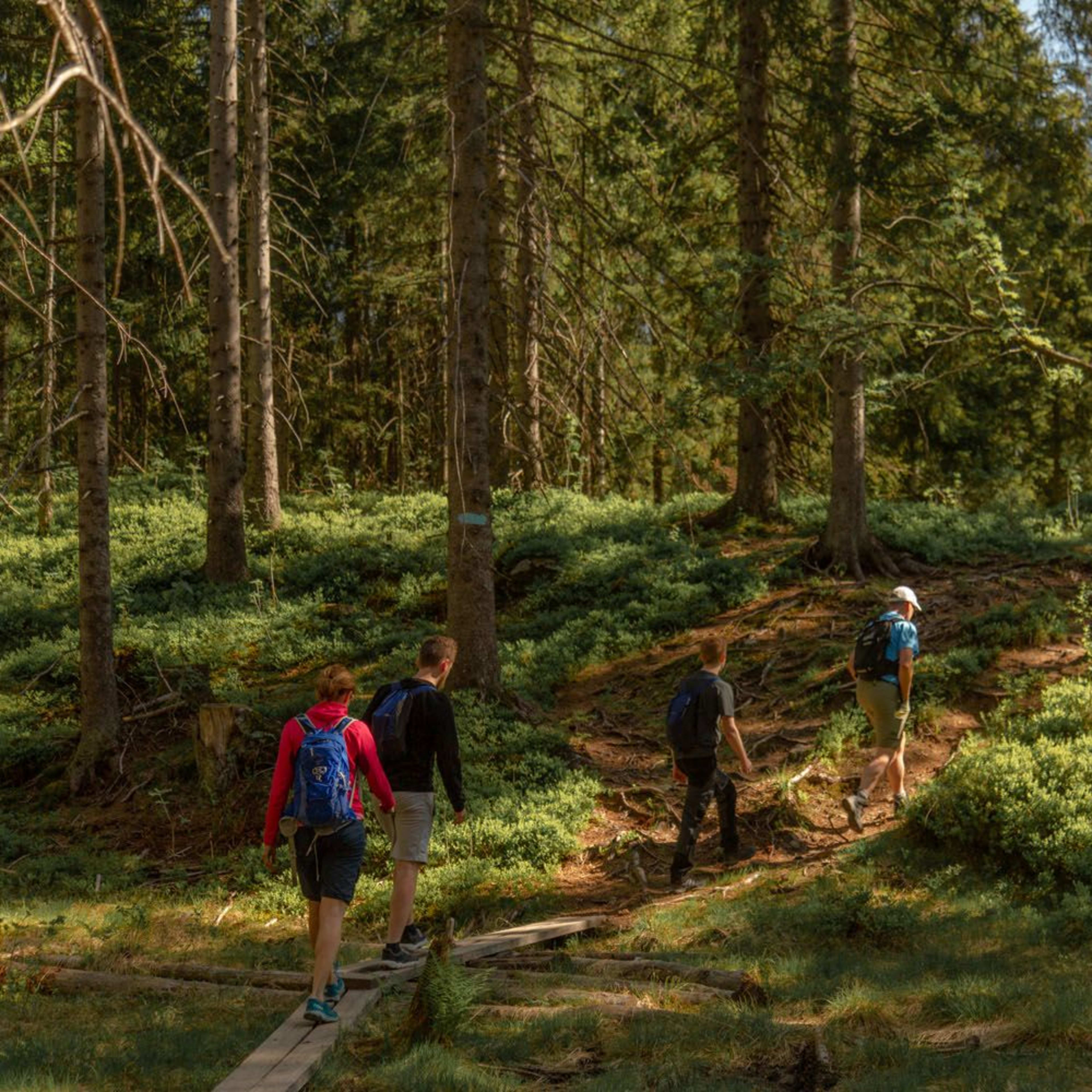 Four hikers following narrow wooden path through lush green forest with sunlight filtering trees.
