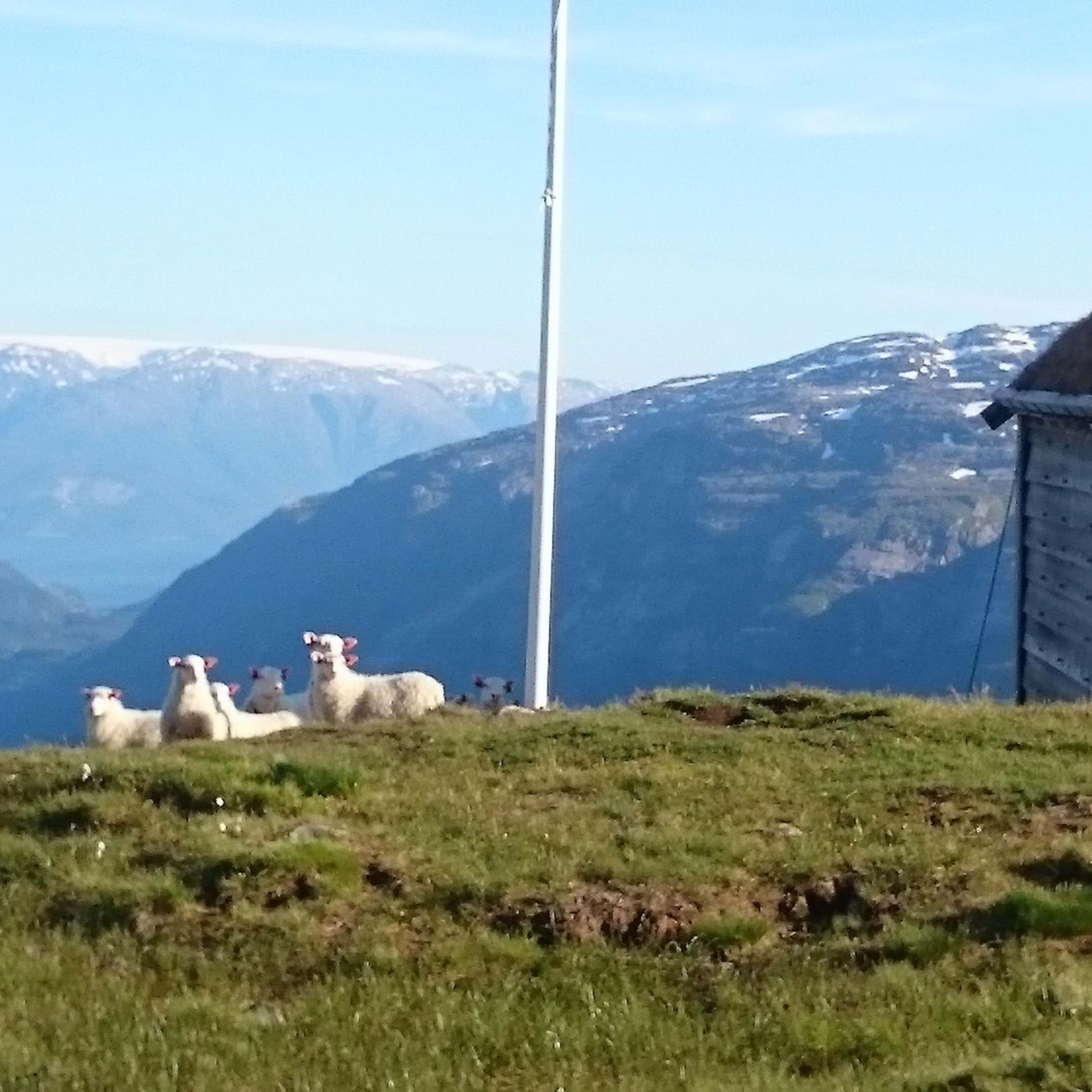 Liten trehytte med grasstak, omringet av beitende sauer og fjerne fjell.