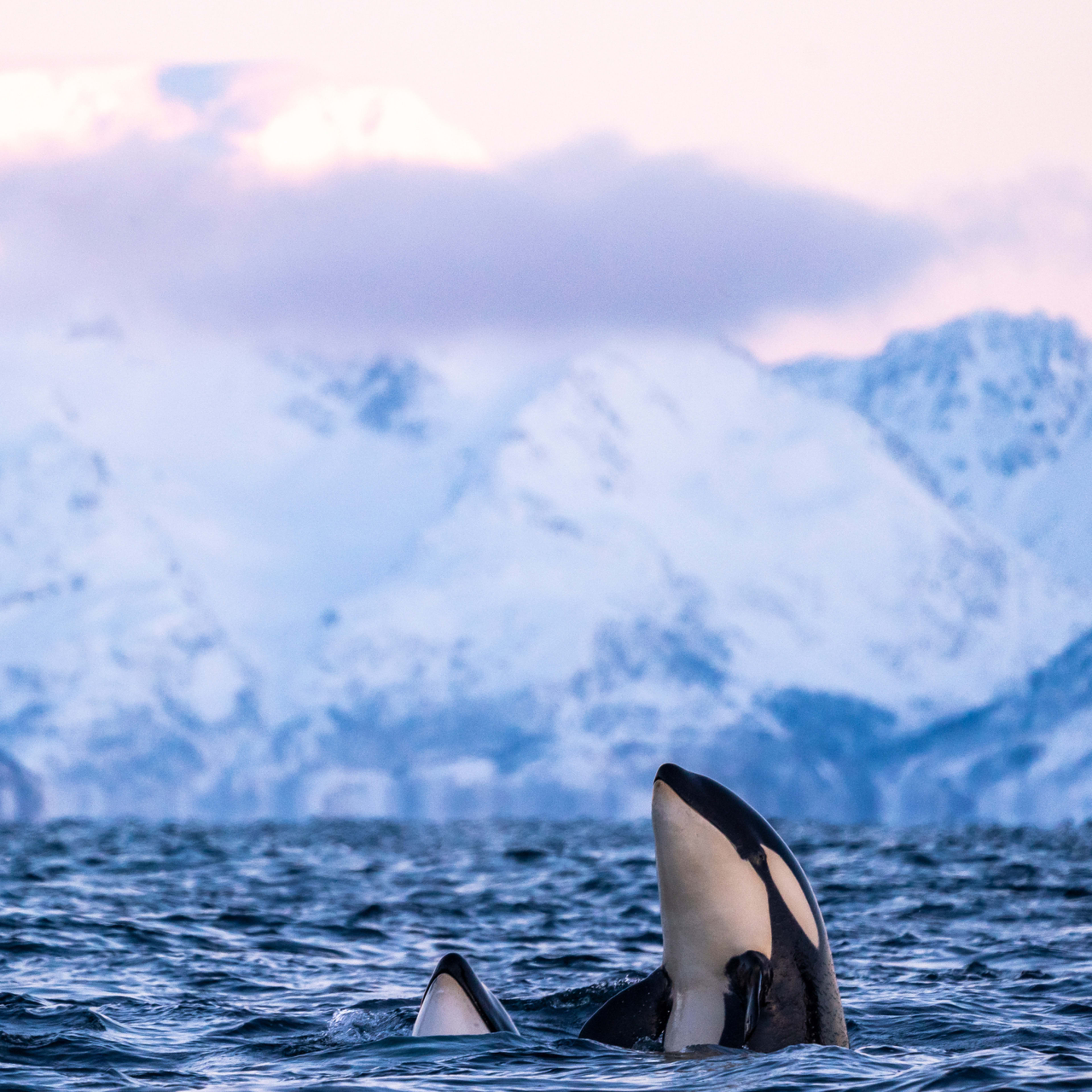Three orcas including calf surfacing with pink sunset sky and snowy Arctic mountains