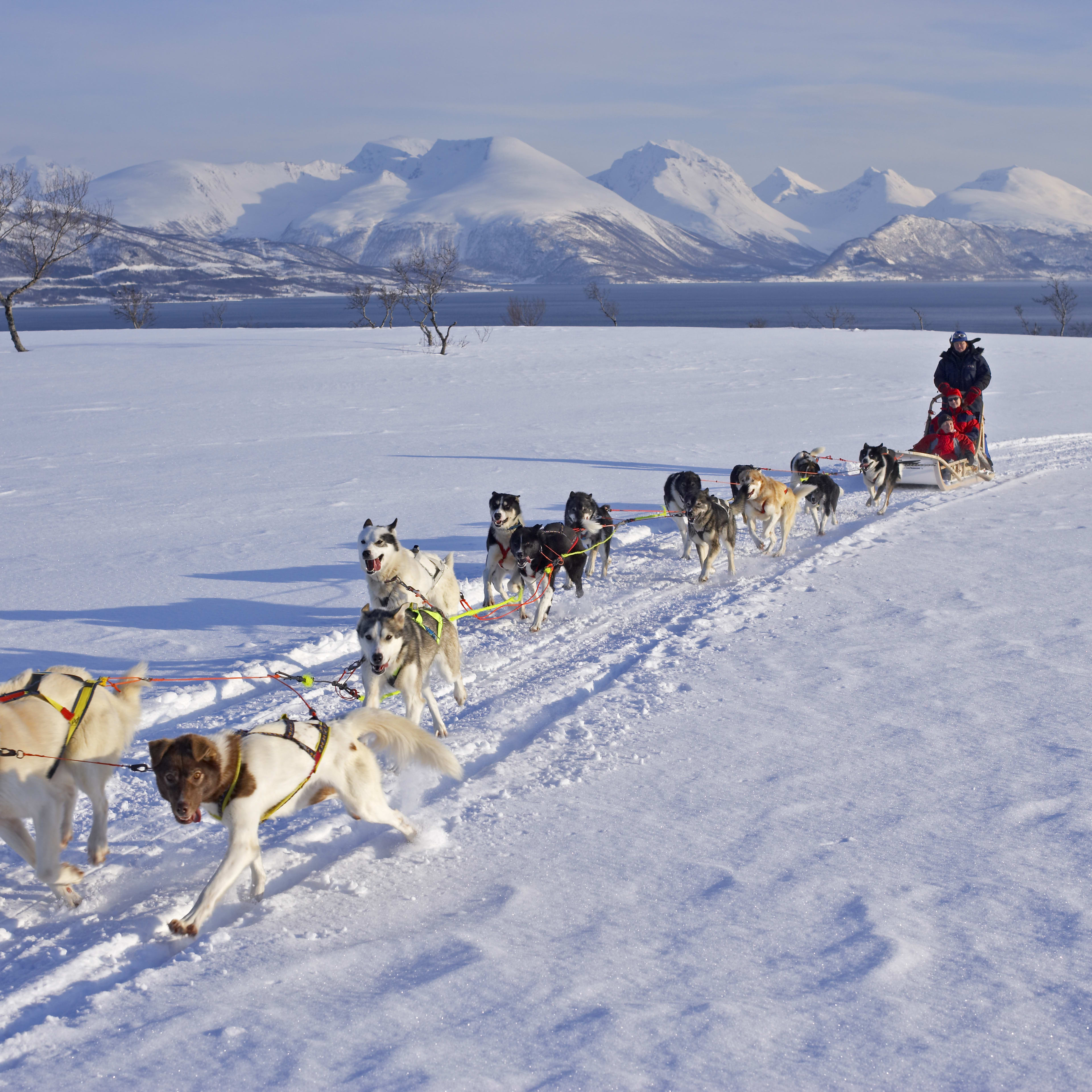 Husky-Schlittenhunde ziehen traditionellen Holzschlitten über gefrorenen Fjord mit schneebedeckten Bergen, Nordnorwegen