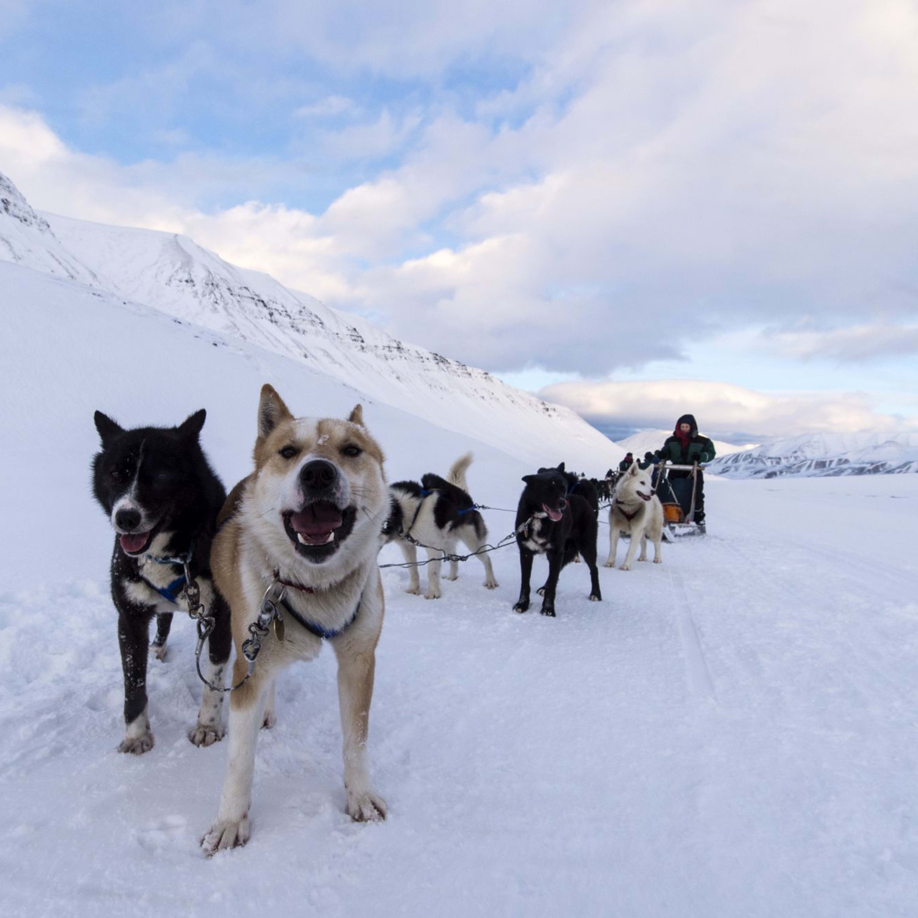 Et team med sledehunder står våkent i snøen, spent til en slede med en musher i bakgrunnen, omgitt av snødekte fjell og skyer.