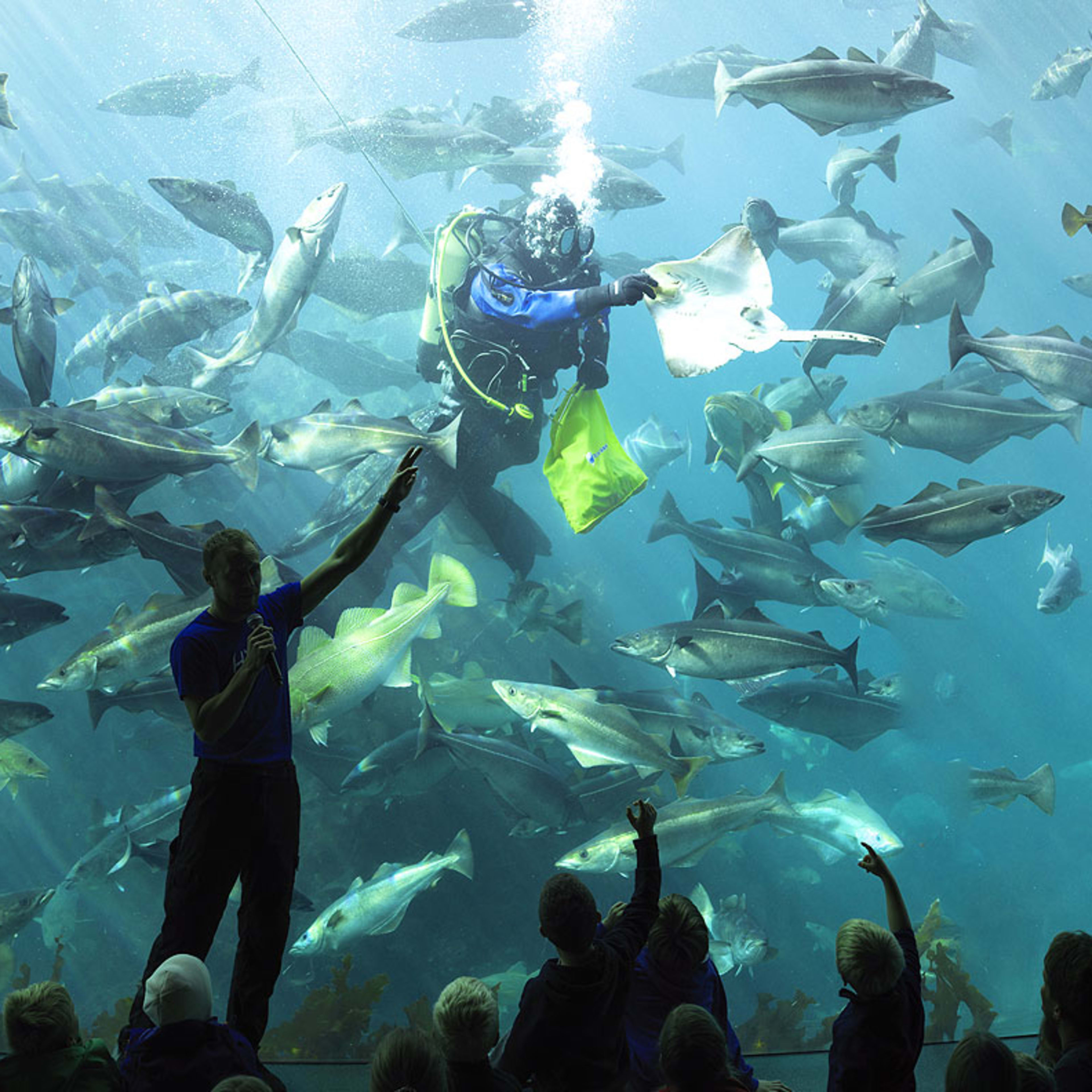 Professional diver feeding fish in large aquarium tank at Atlanterhavsparken marine center