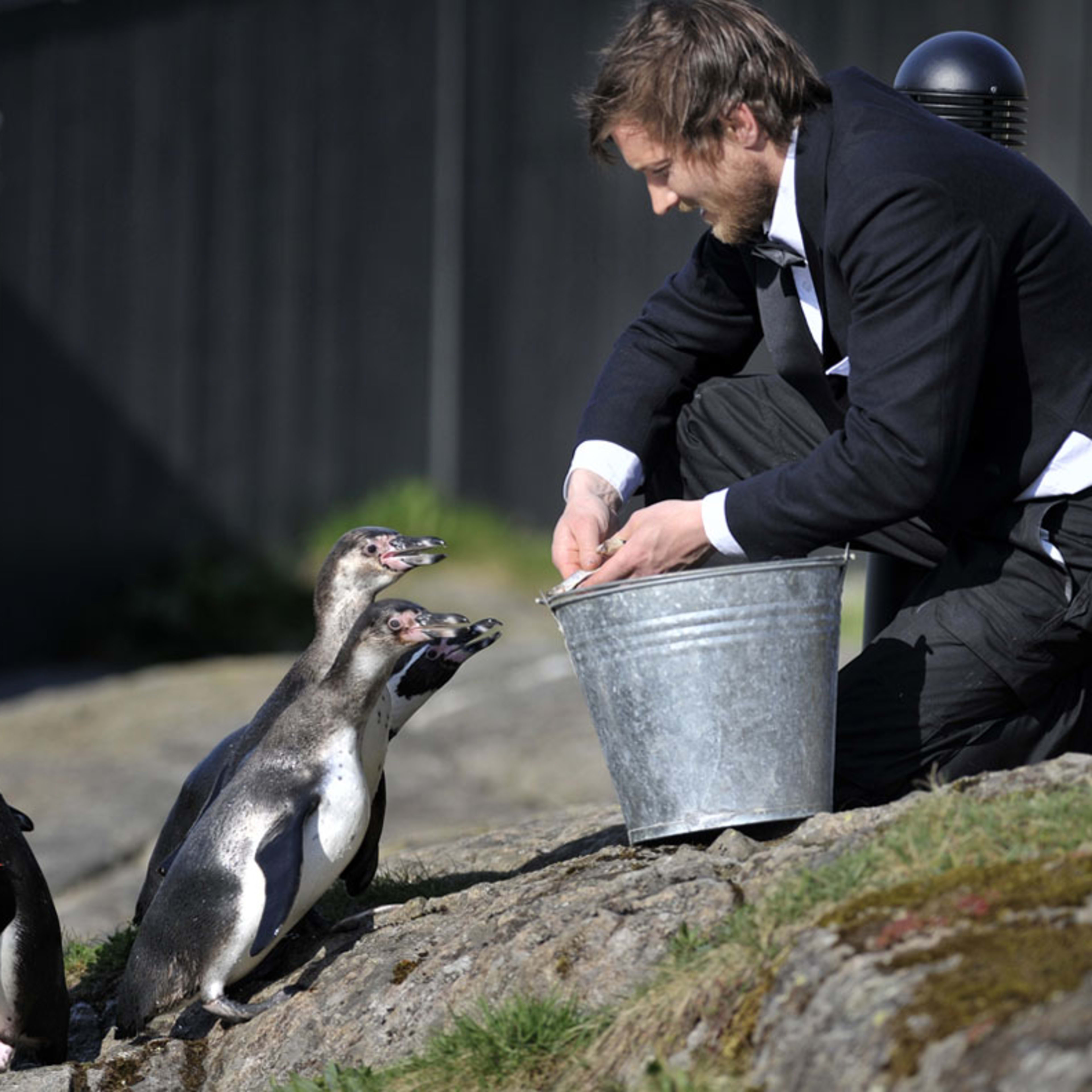 Keeper in penguin costume feeding Humboldt penguins during daily show at Atlanterhavsparken