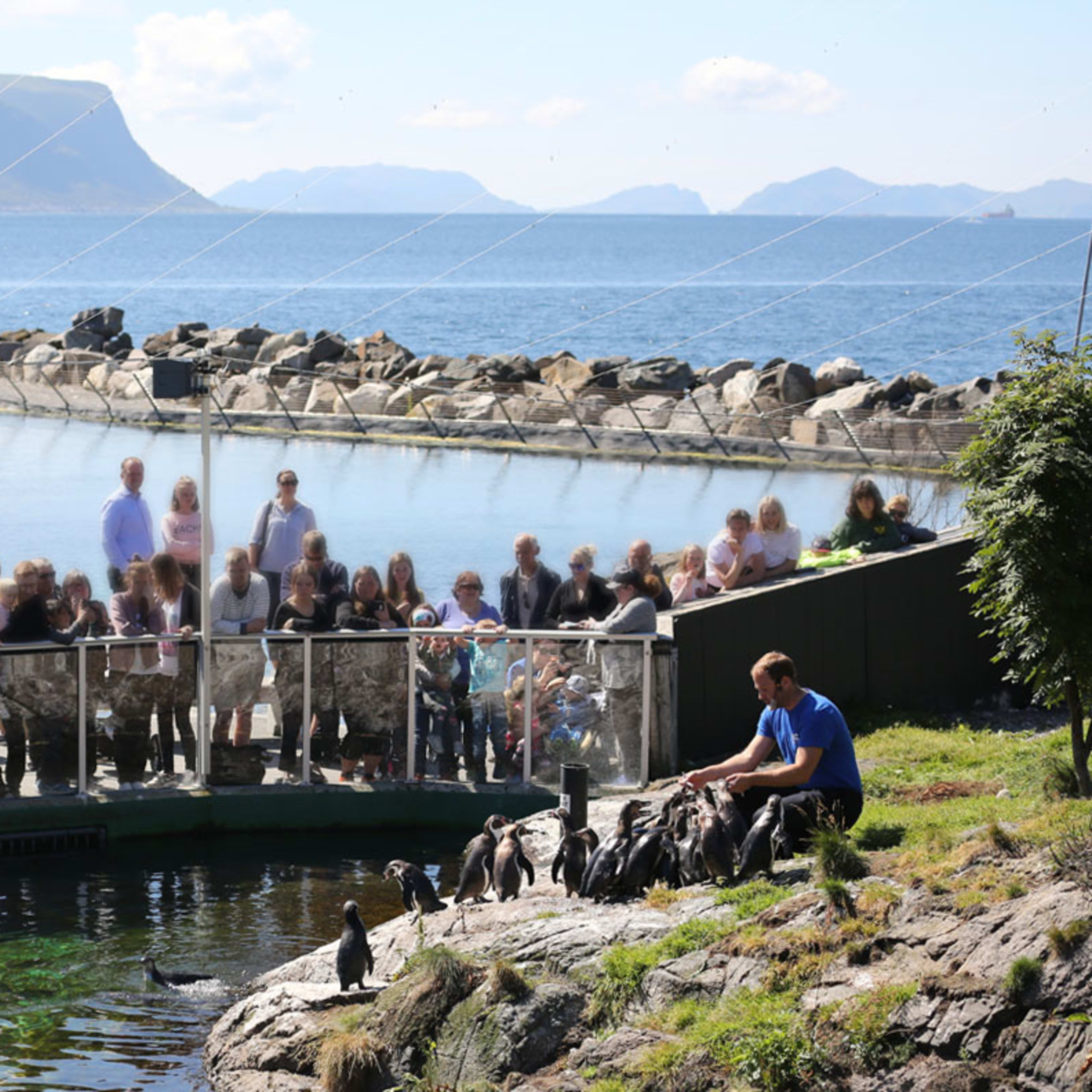 Visitors watching popular penguin feeding show from viewing platform at Atlanterhavsparken with fjord backdrop