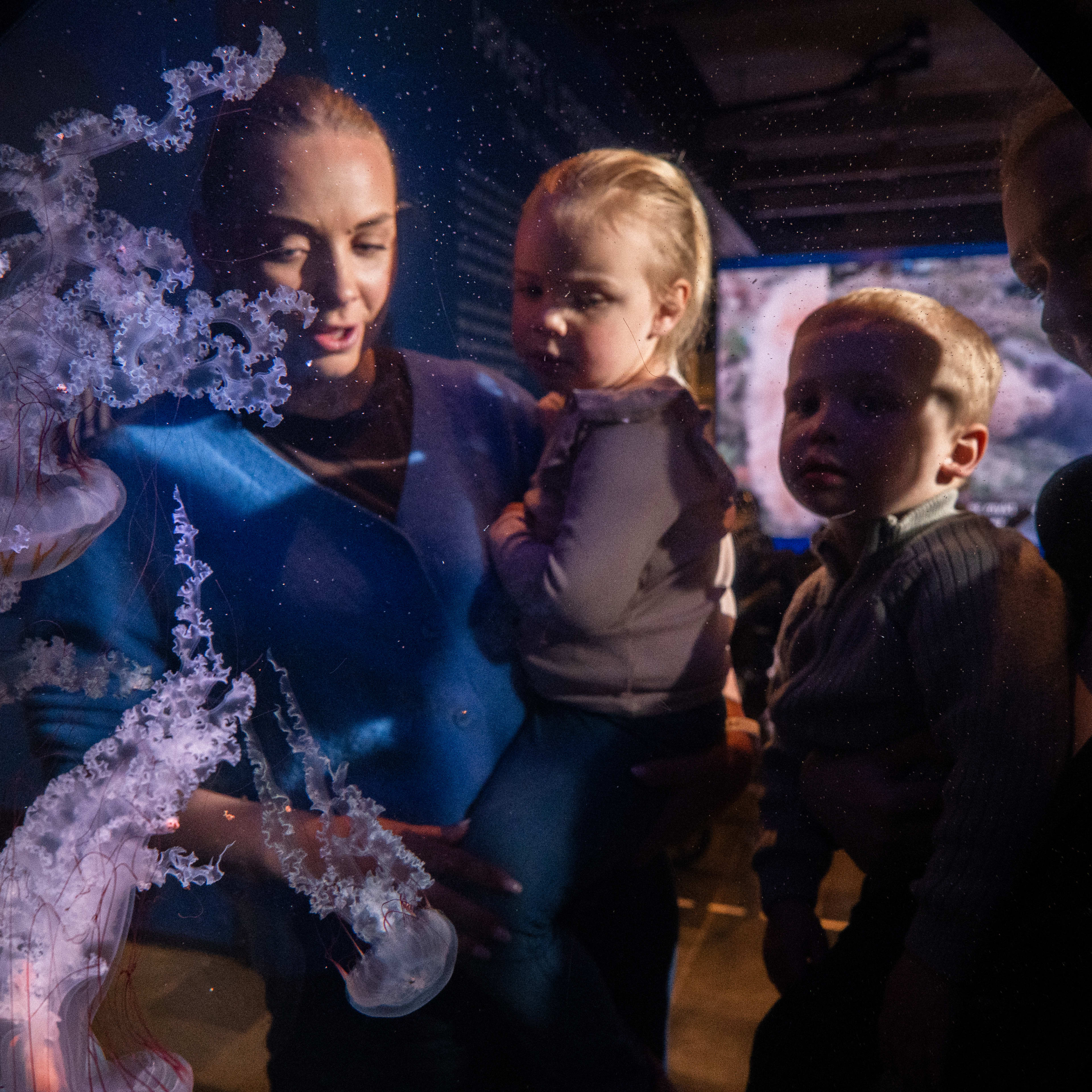 Besucher beobachten Quallen die durchs Wasser treiben im Aquarium Bergen