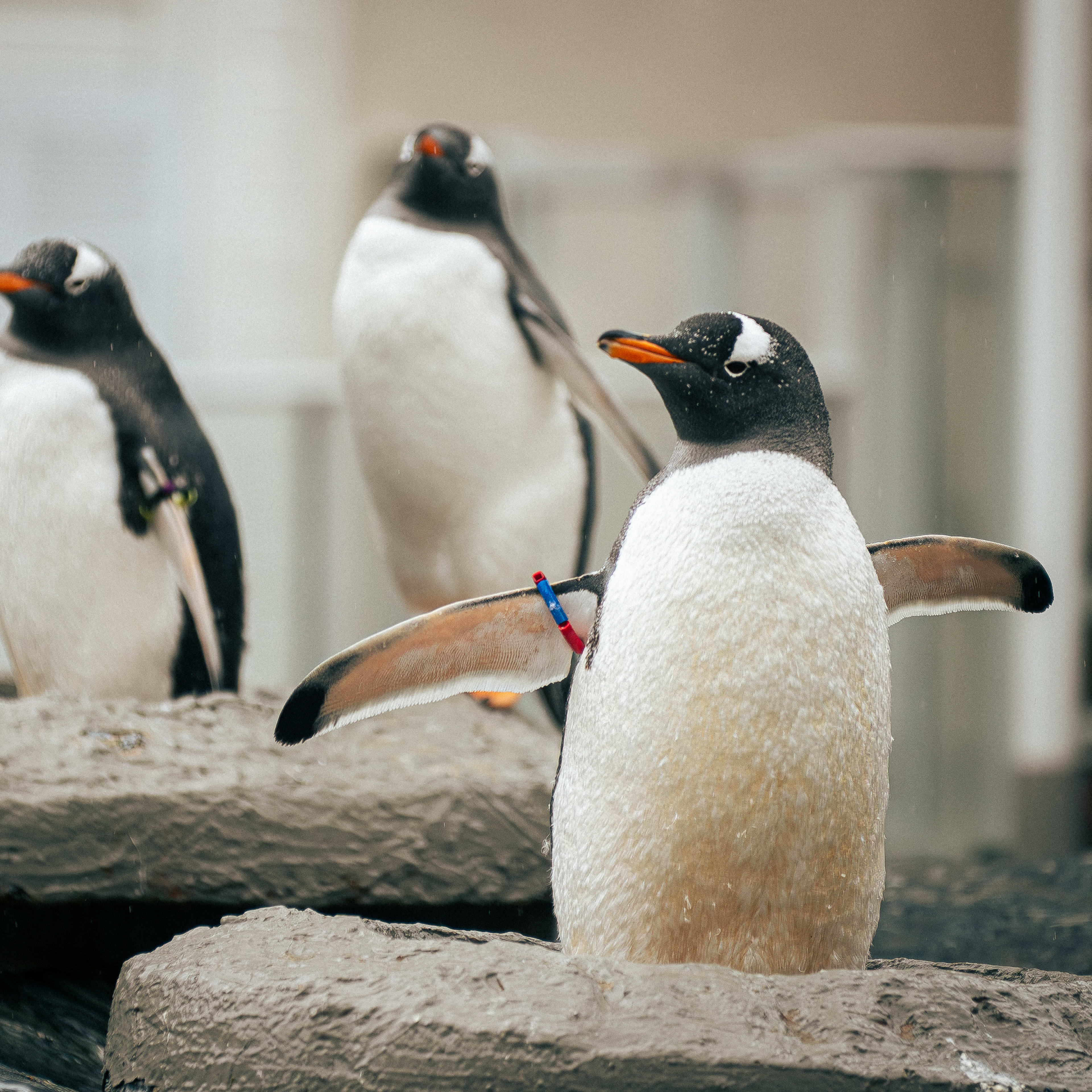 Penguins putting on a show for visitors at Bergen Aquarium in Bergen
