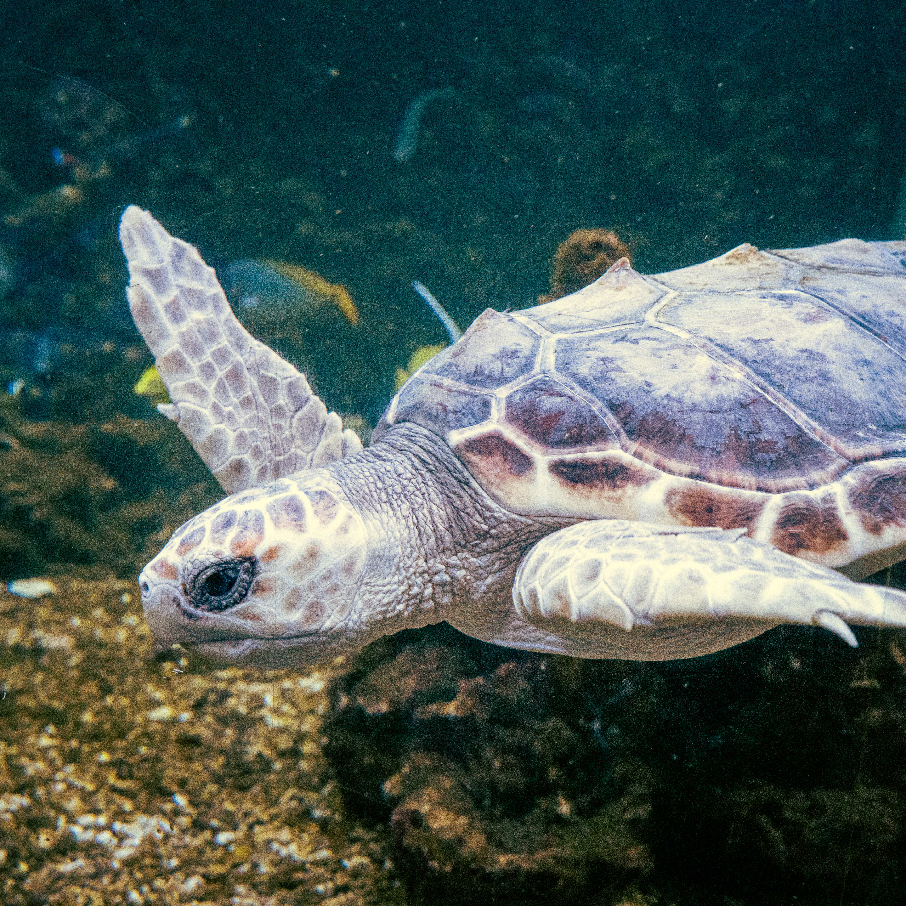Nahaufnahme einer Schildkröte die durchs Wasser gleitet im Aquarium Bergen
