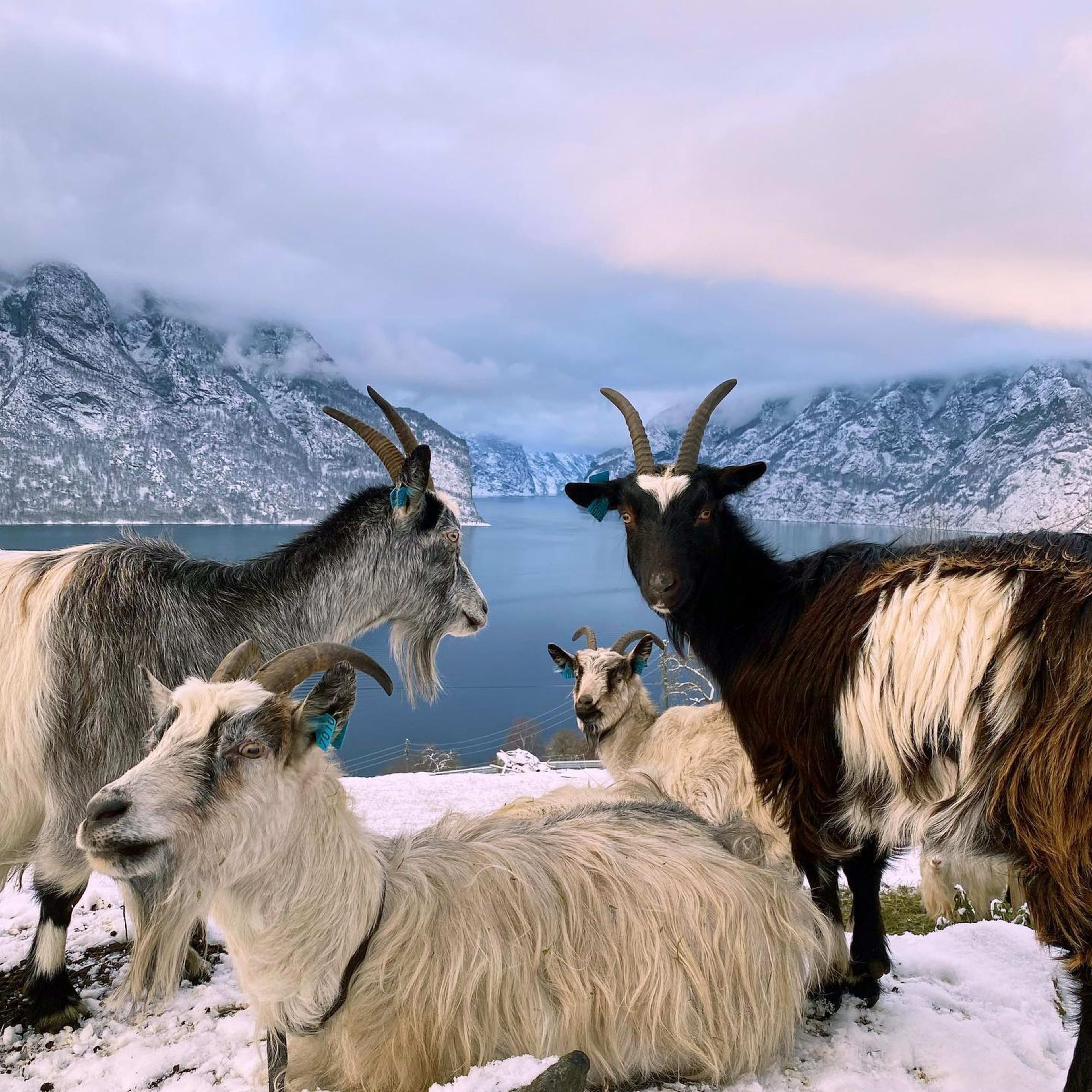 Langhårede geiter på snødekt skråning, utsikt mot Sognefjorden og snødekte fjell.