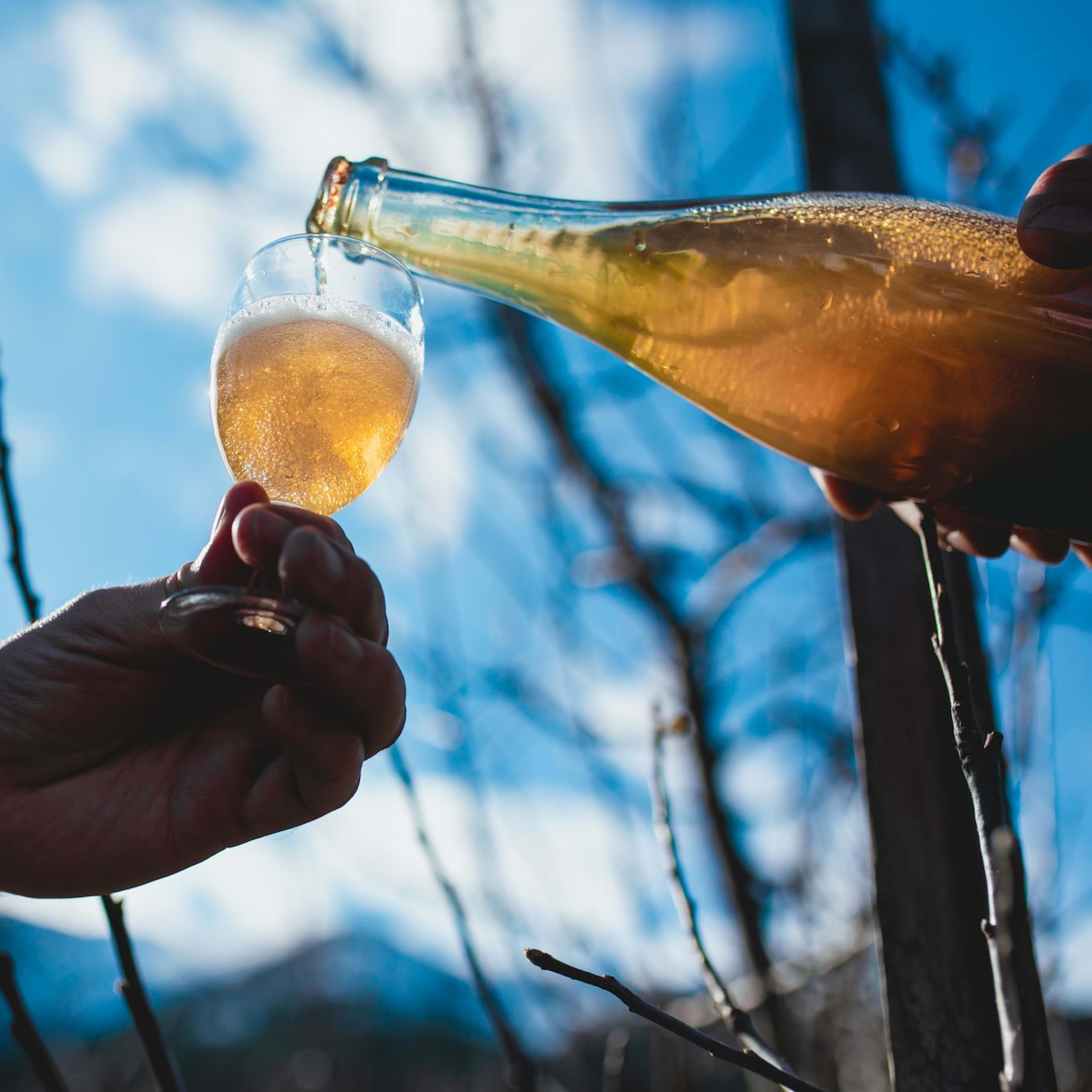 Cidre von  Ciderhuset in Balestrandwird ins Glas gegossen, goldenes Licht und Äste im Hintergrund.