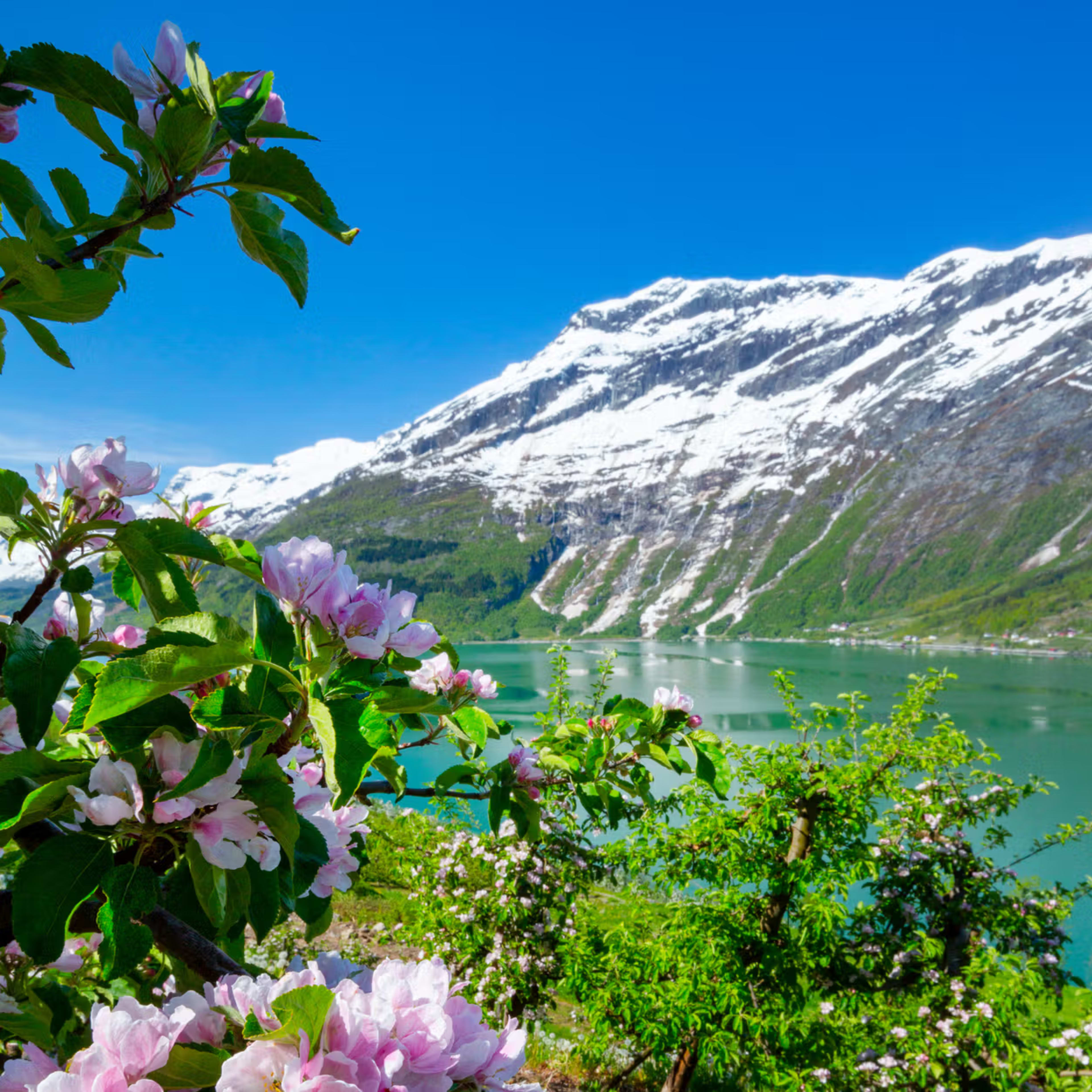 Rosa epleblomster rammer inn snødekte fjell og fjordvann i vår-Lofthus