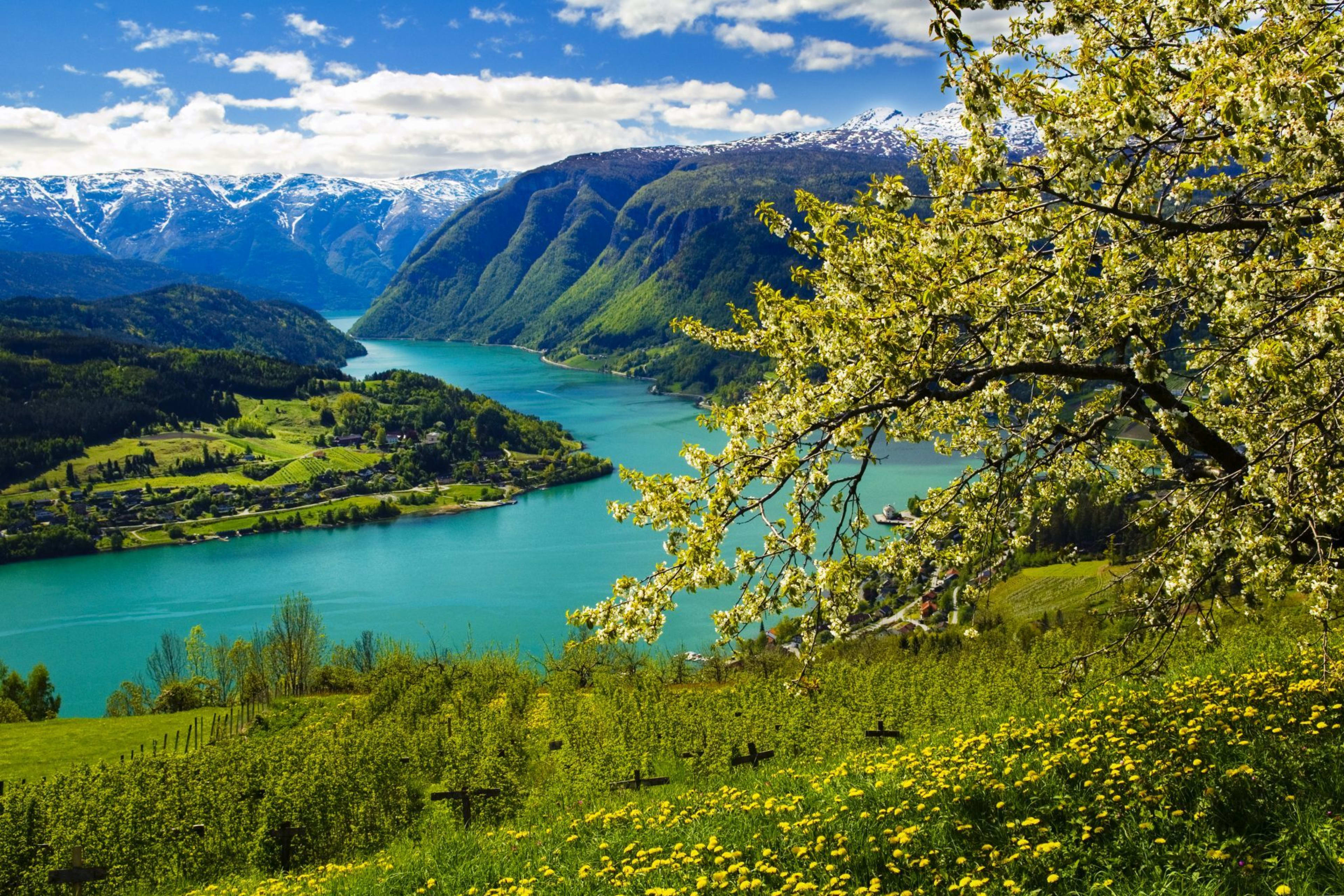 Obstbäume blühen in Ulvik, einem malerischen Dorf, das im Herzen des Hardangerfjords liegt.