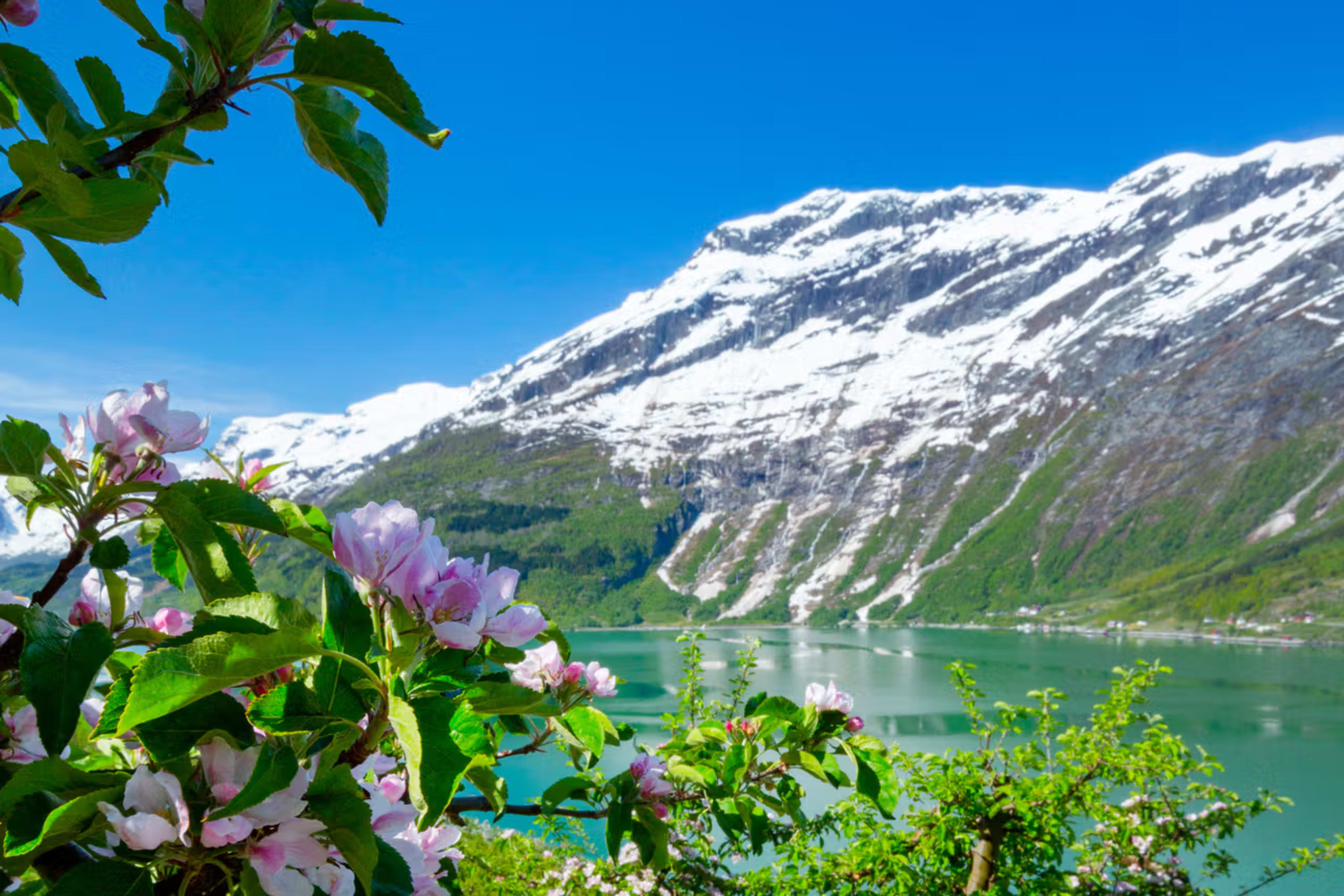 Pink apple blossoms framing snow-capped mountains and fjord waters in spring Lofthus