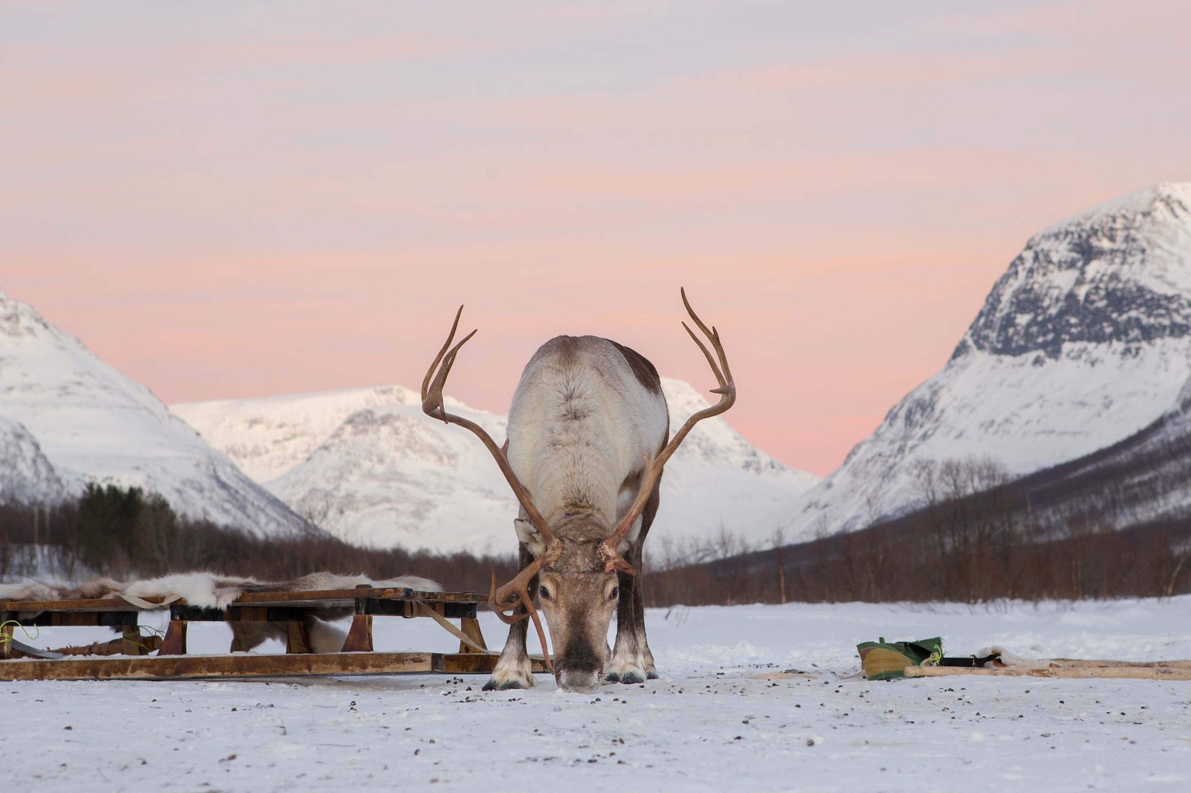 Rentier in Tromsø mit großen Geweihen, das vom schneebedeckten Boden frisst, vor einem pastellfarbenen Sonnenuntergangshimmel und schneebedeckten Bergen.