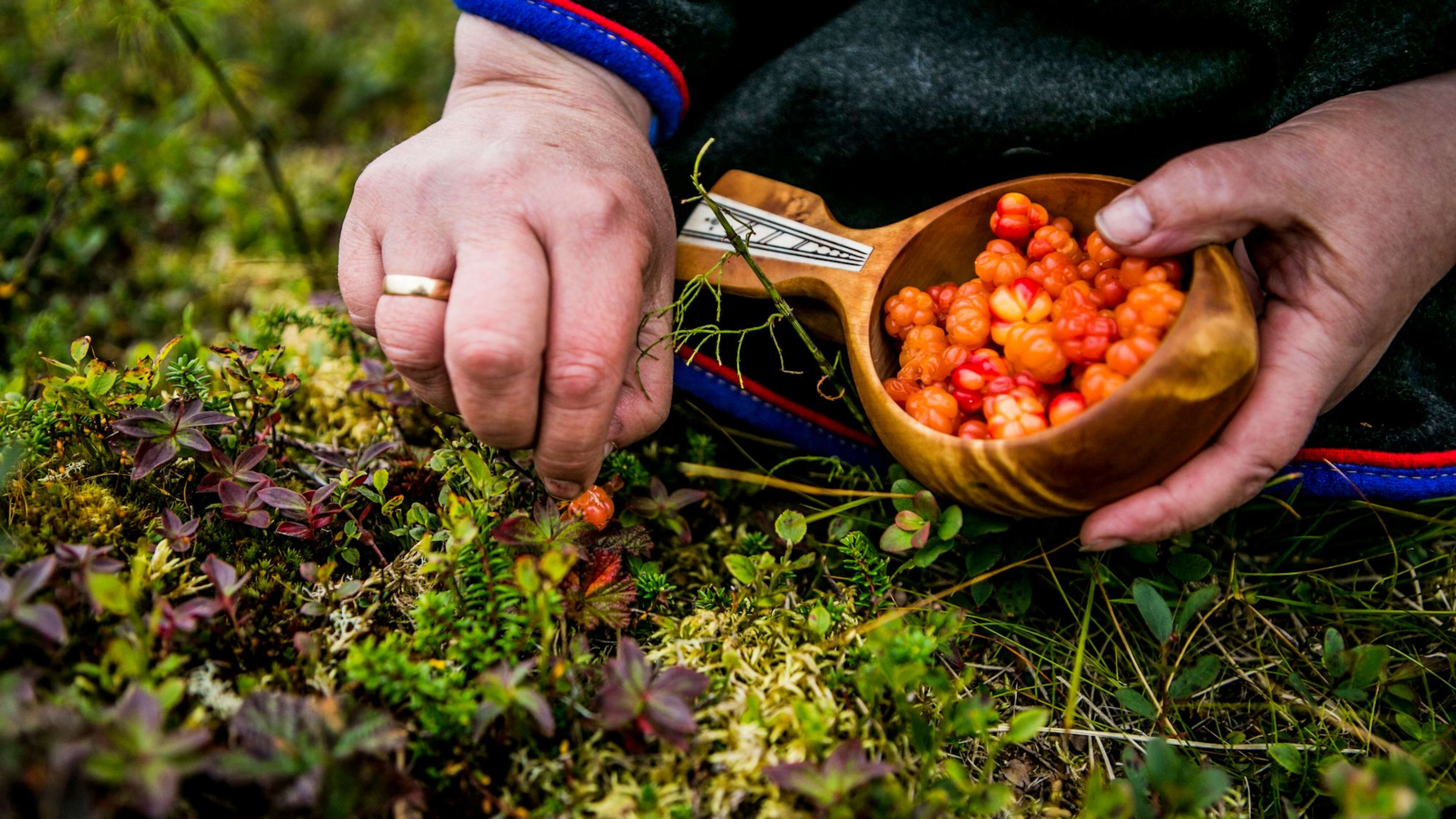 Moltebeeren – traditionelles norwegisches arktisches Essen
