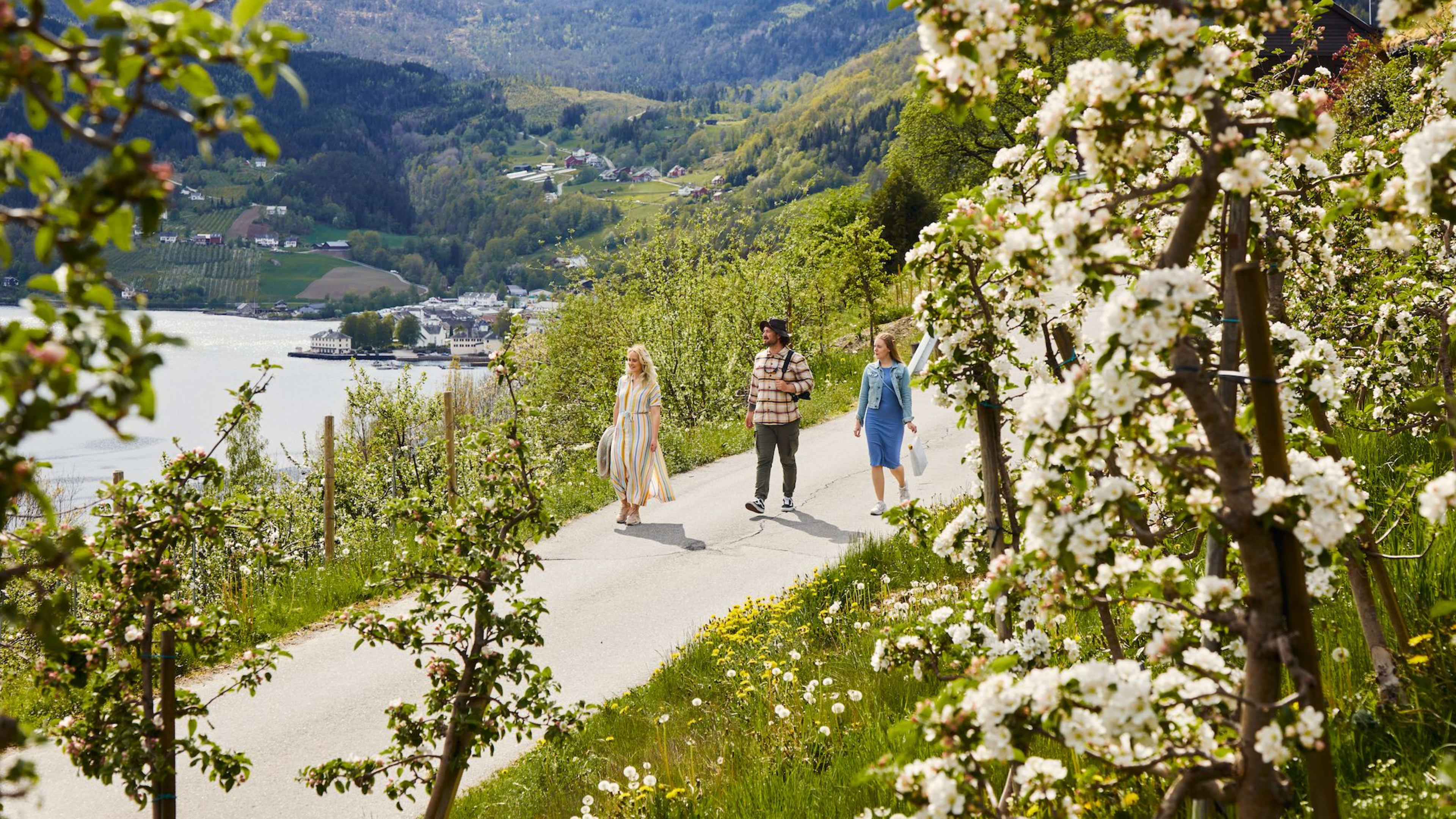 Folk spaserer på fruktstien i Ulvik med utsikt over Hardangerfjorden