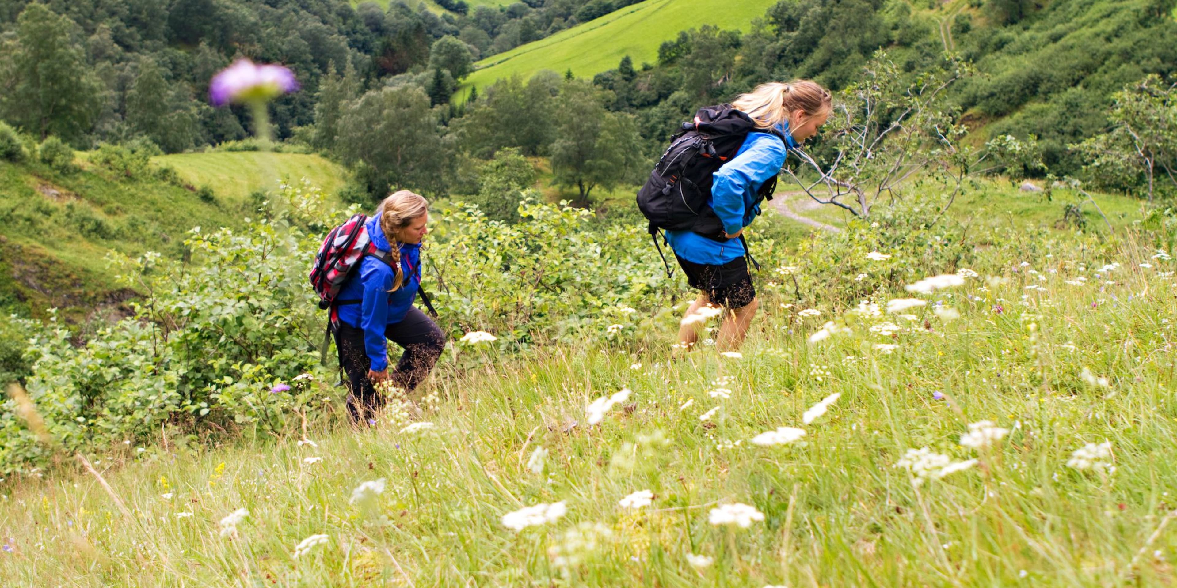 Zwei Wanderer in blauen Jacken steigen einen grünen Hügel mit Wildblumen hinauf, mit Blick auf Tal, Fjord und Bergklippen.