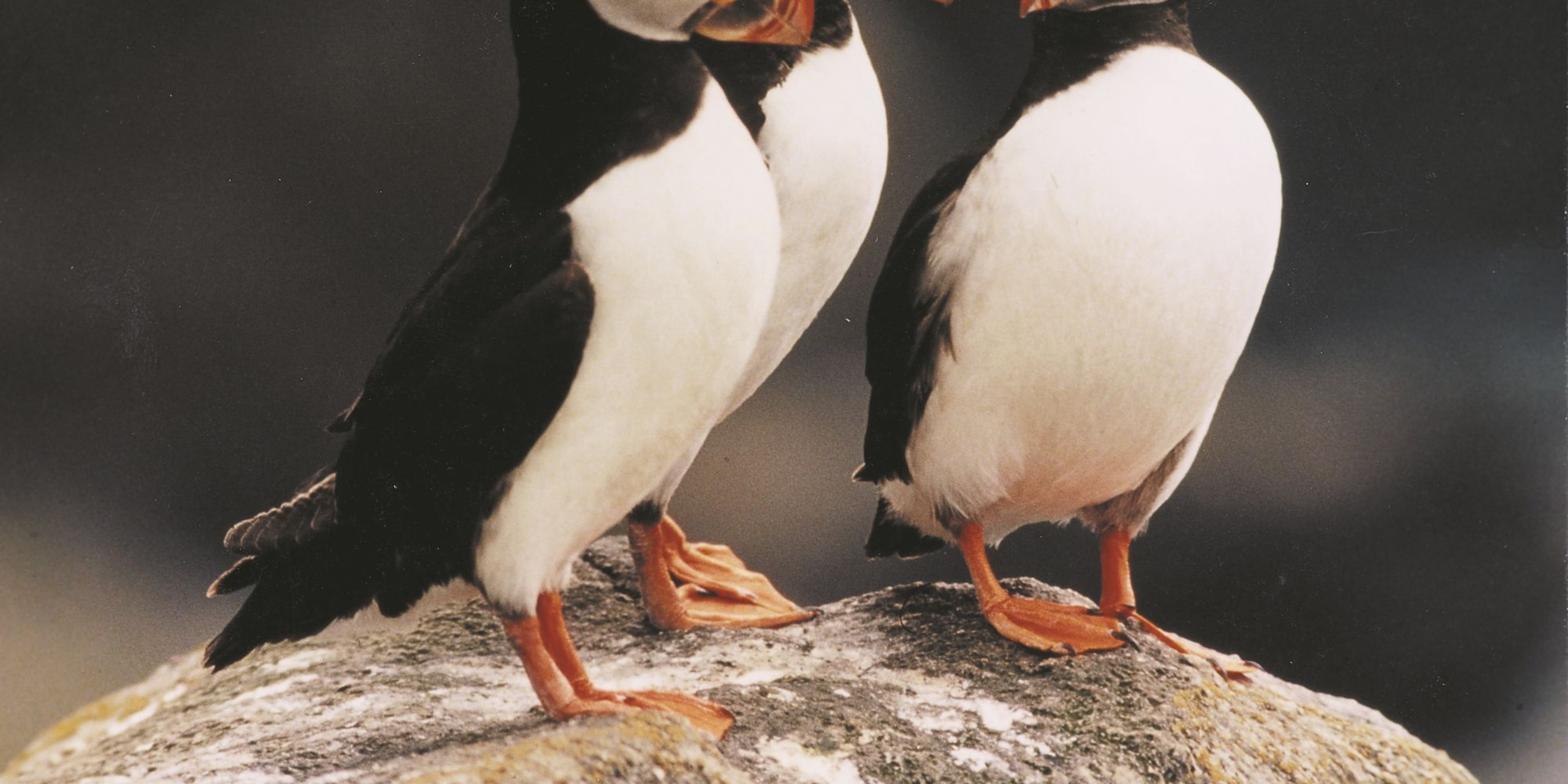 Auf der Vogelinsel Runde können Sie viele Papageientaucher am Meer erleben