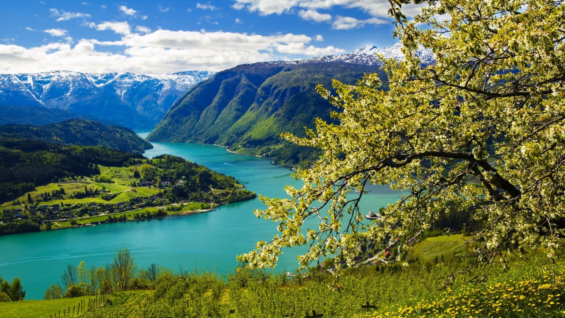 Vårfjord med blomster, løvetann og snødekte fjell.