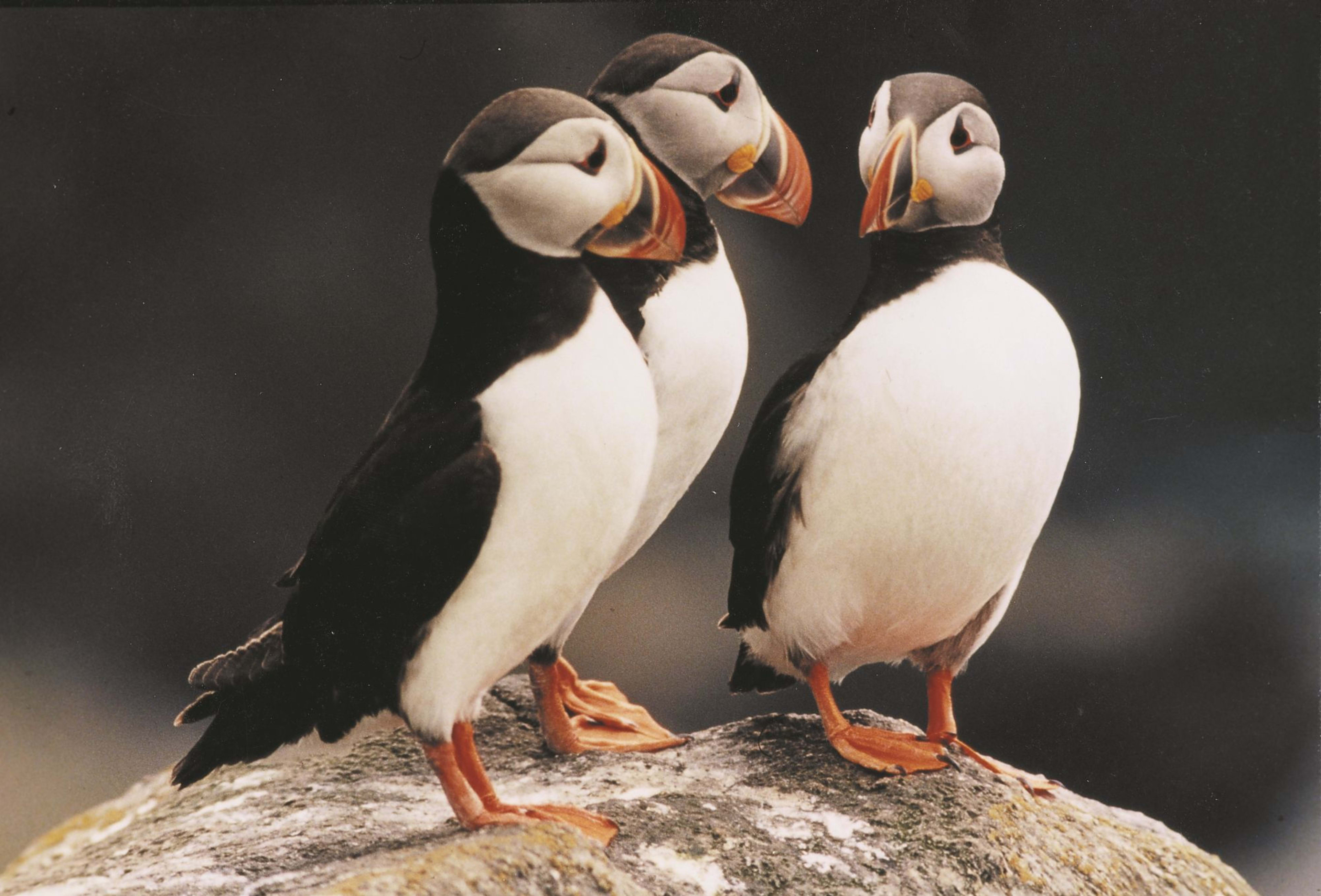 Puffins on cliff at Runde Island near Ålesund - Norway's bird paradise with seabird colonies