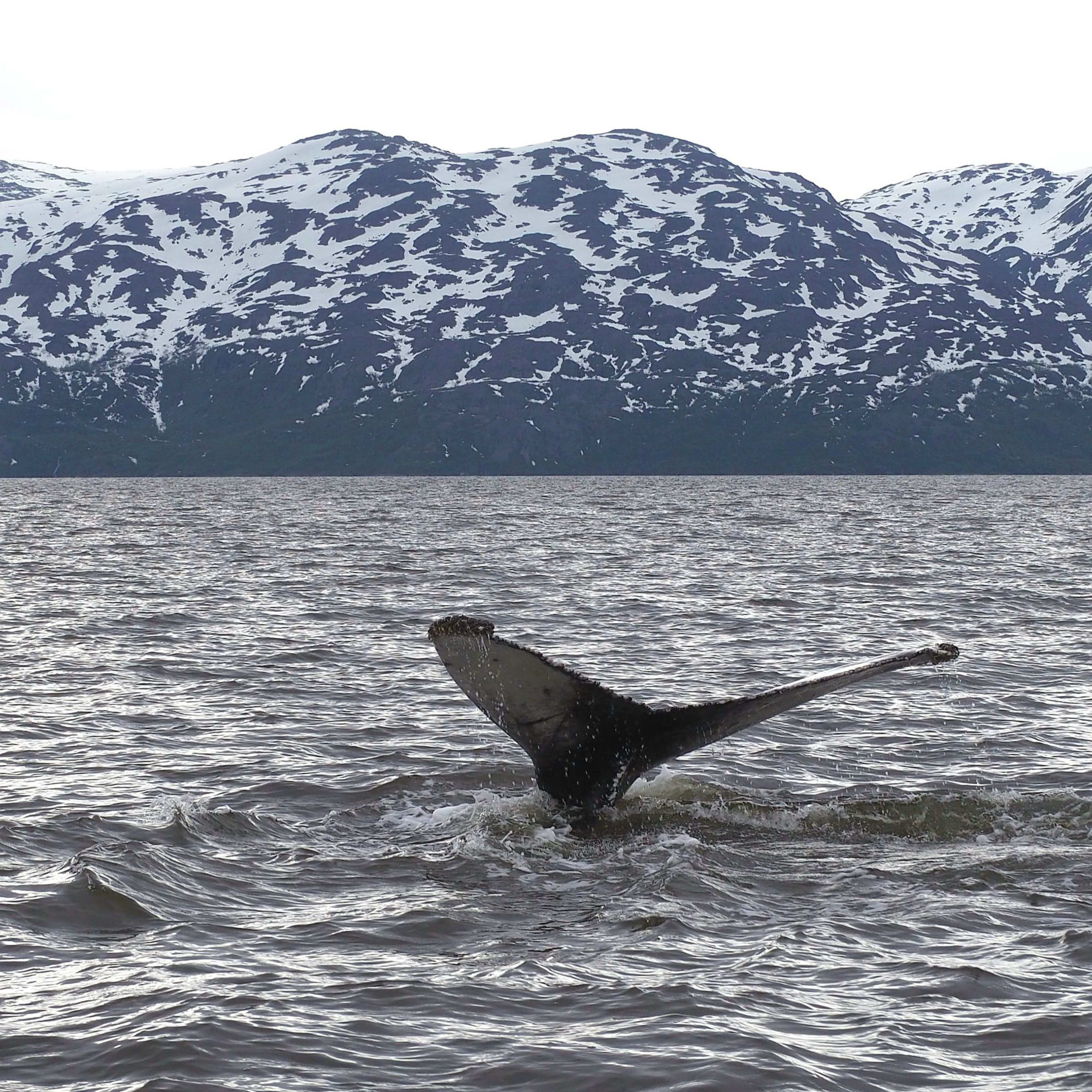 A humpback whale flaps its tail fin out of the water, with snow-capped mountains stretching across the horizon.