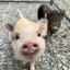 Cute farm pig at Flåm Fjord Farm - meet local animals on your fjord visit in Flåm Norway