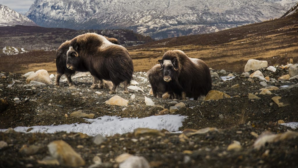 Musk oxen in rugged, snowy mountain landscape, roaming across rocky terrain with overcast sky.