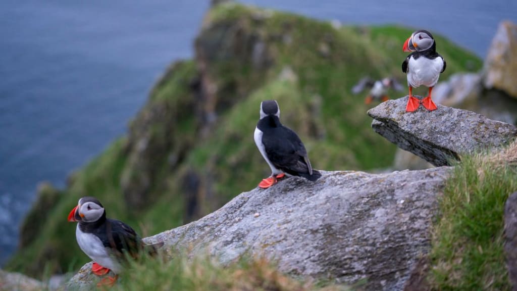 Fargerike lundefugler som hekker på klippene på Runde øy nær Ålesund, Norge