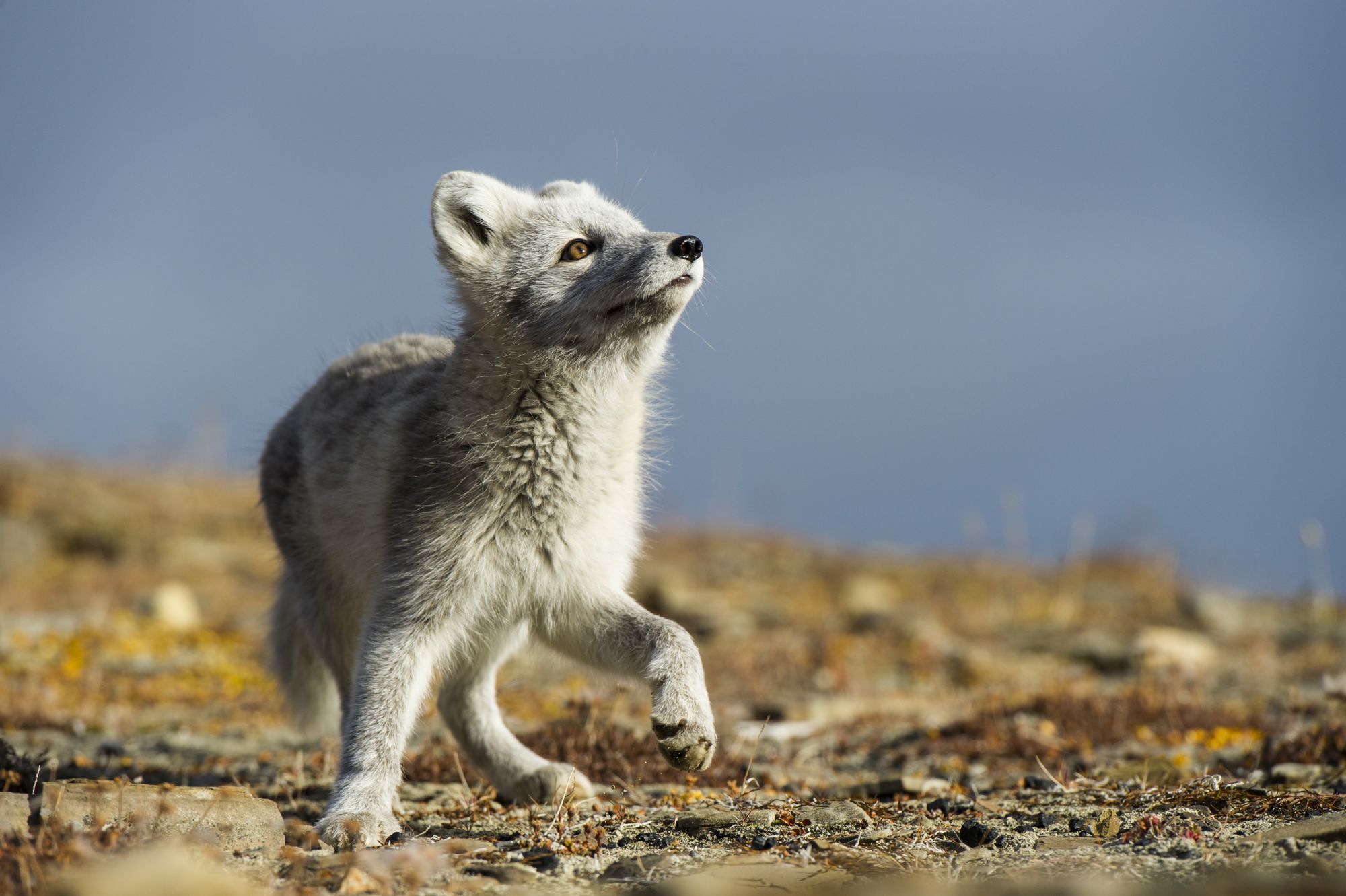 How the Arctic fox survives life in the frozen North | One Earth, image size:2000x1331