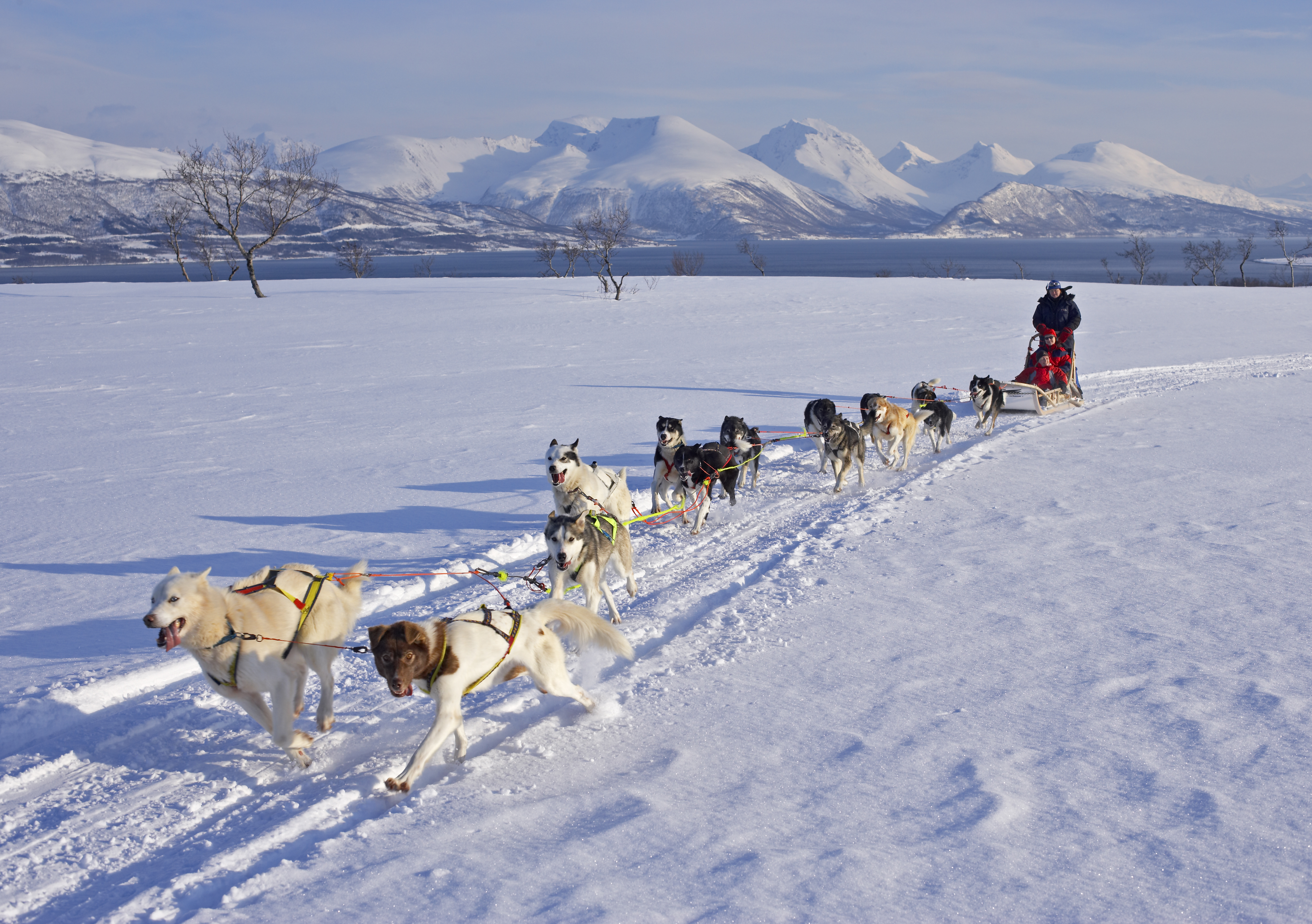 Dog sledding