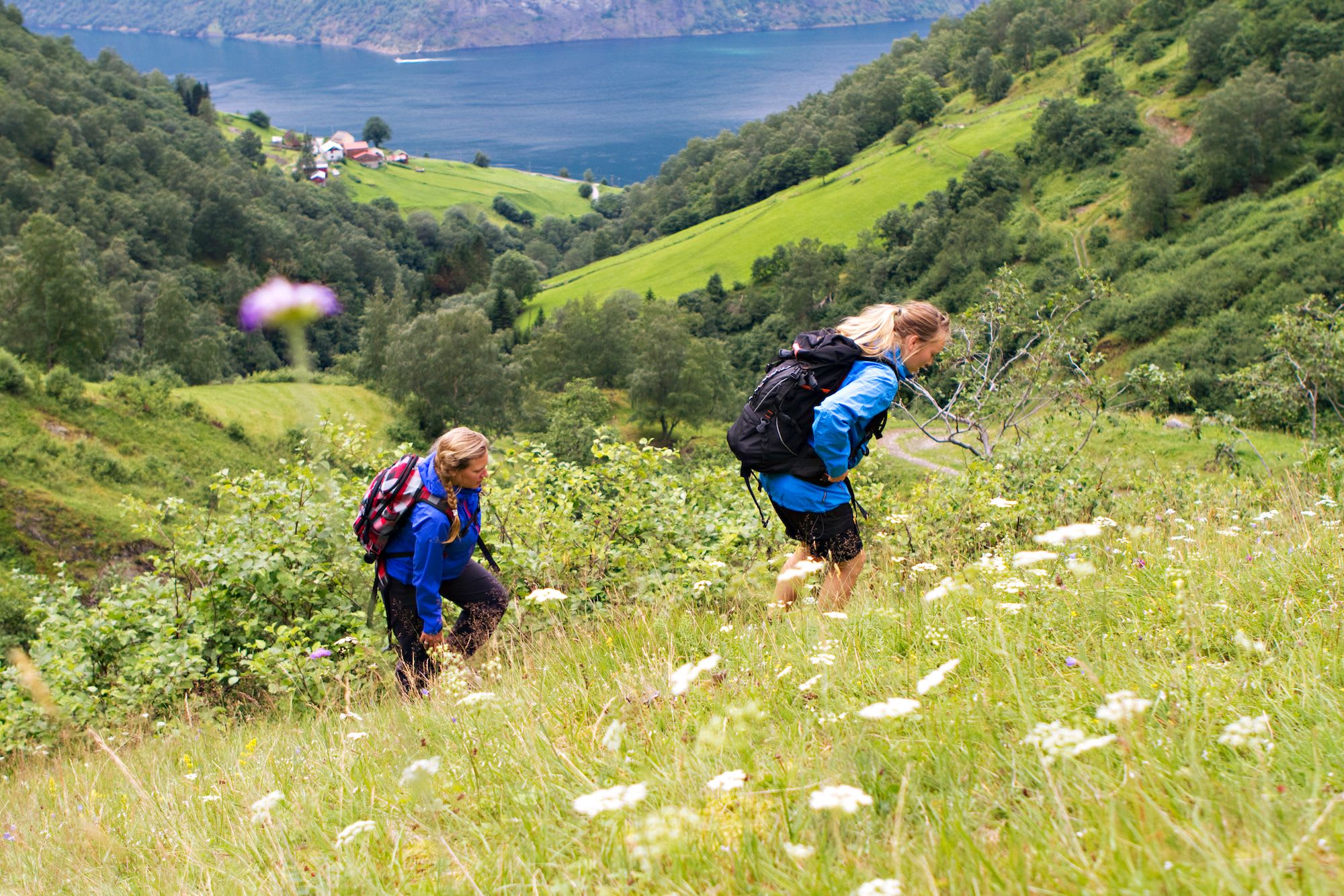 Two hikers in blue jackets climbing green hillside with wildflowers, overlooking a valley, fjord, and mountain cliffs.