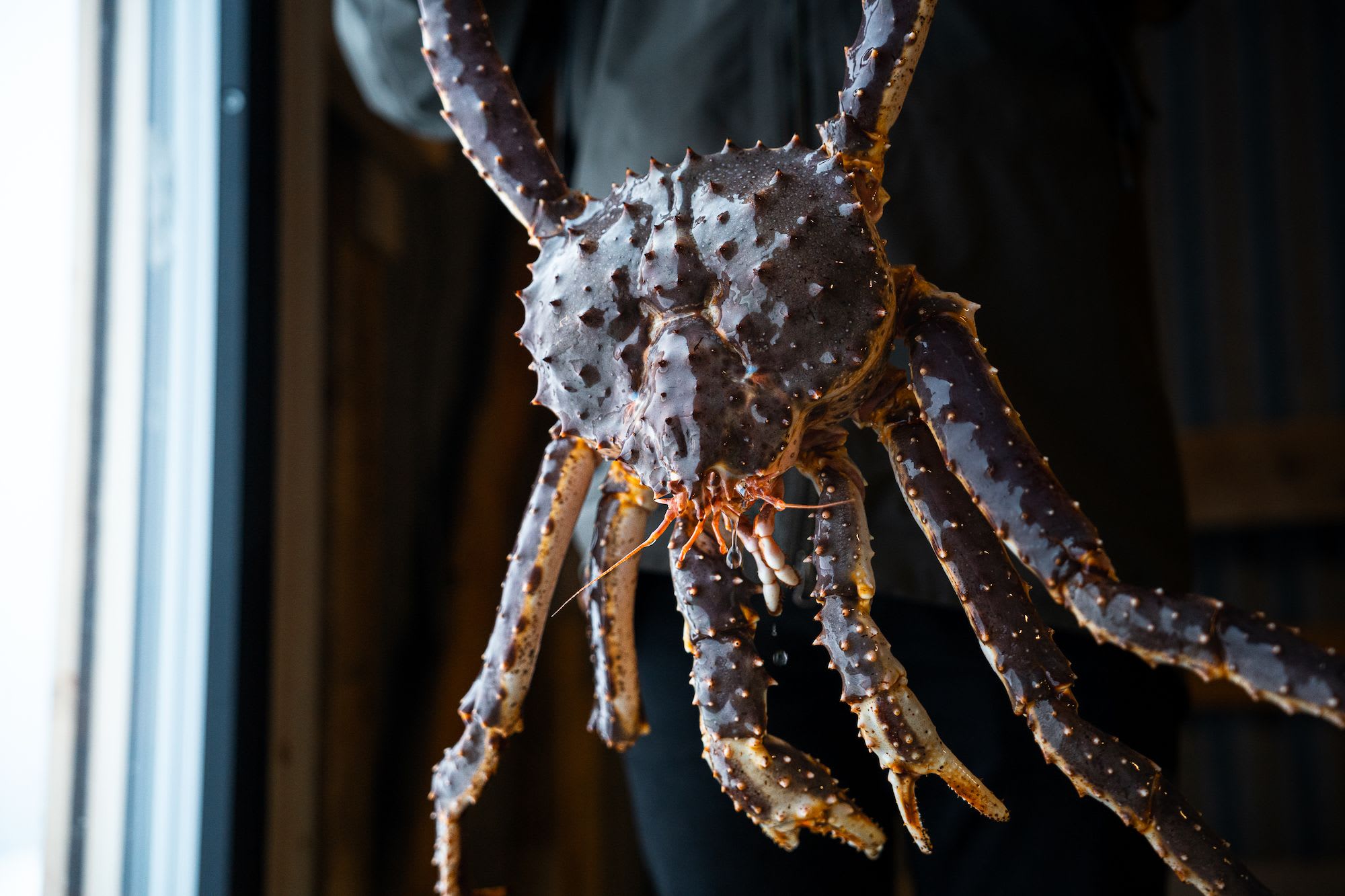 Close-up of a person holding a live king crab with its legs spread wide