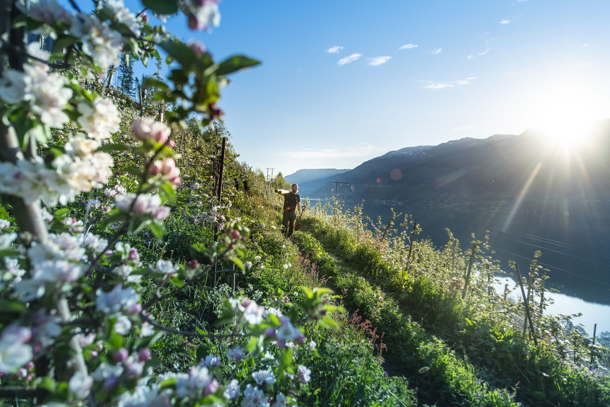 Person geht entlang eines mit Apfelbäumen gesäumten Weges mit blühenden Blumen, üppigem Grün, Bergen und Wasser in der Ferne.