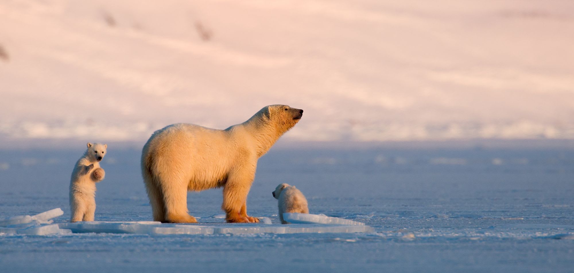 Mother polar bear with two cubs on ice, bathed in soft golden light, creating serene, peaceful atmosphere.