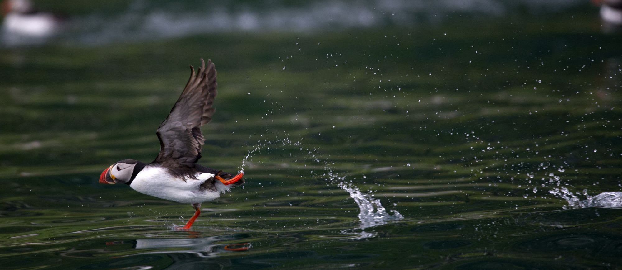 Puffin flying over water with wings extended, colorful beak, and droplets of water in the air, reflecting on calm water.