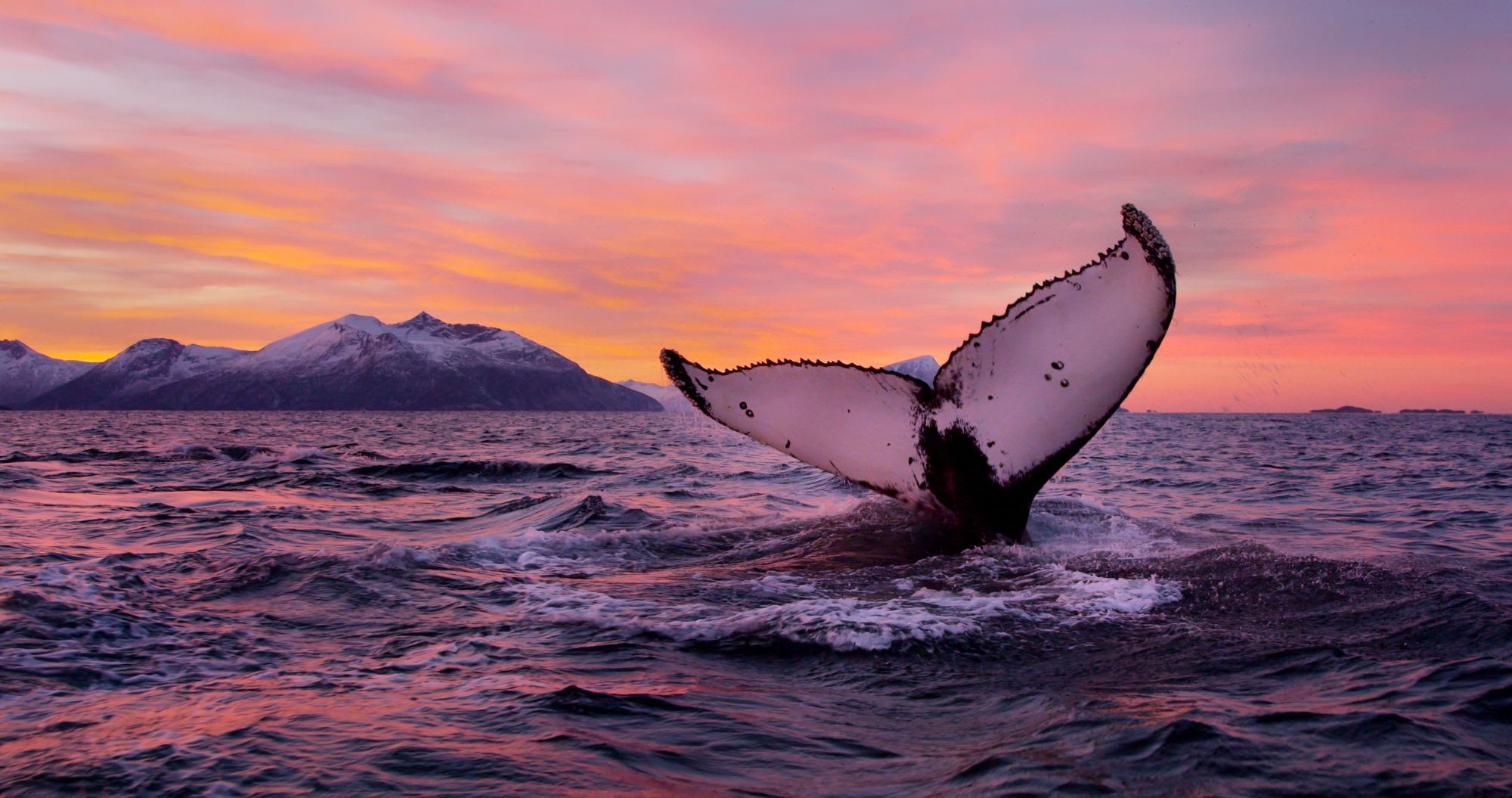 Hvalhalesfluke som stiger opp fra havet ved solnedgang, med levende himmel og fjellbakgrunn.