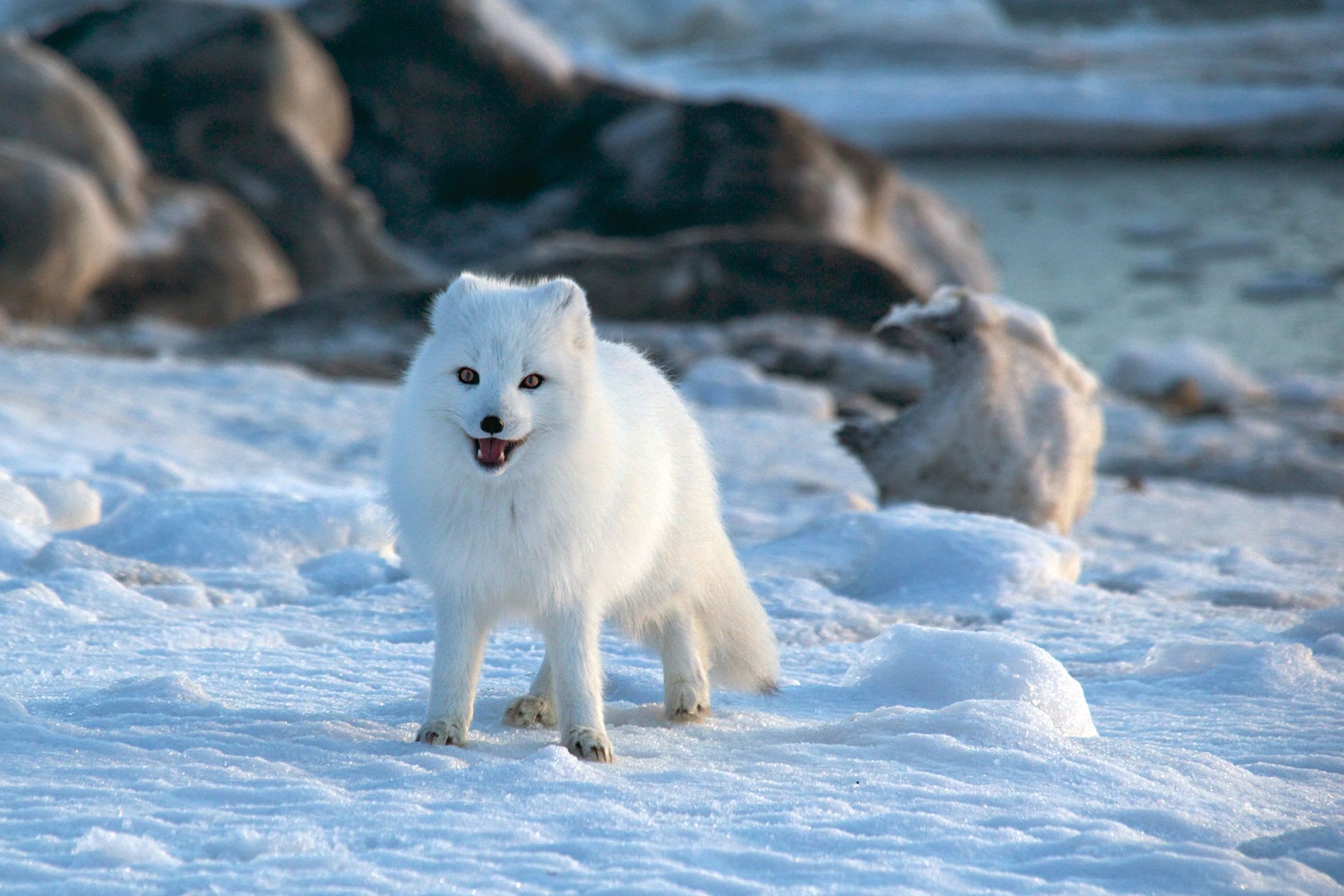 Arctic fox in snow with playful expression, against snowy mounds and rocky terrain, enhanced by low sun.