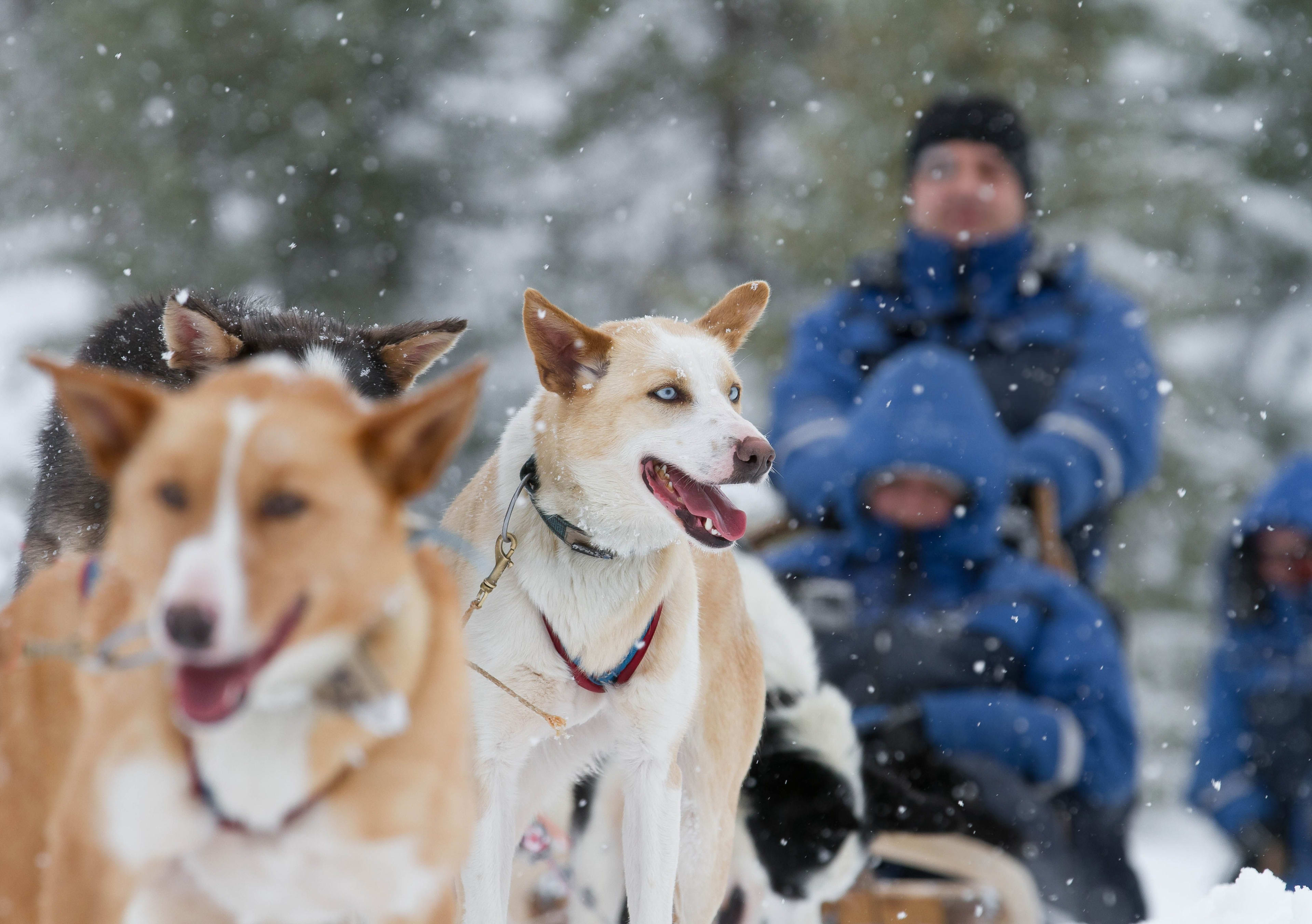Sled dogs pulling sled through snowy landscape, one dog in foreground, snowflakes falling, handler visible in winter gear.