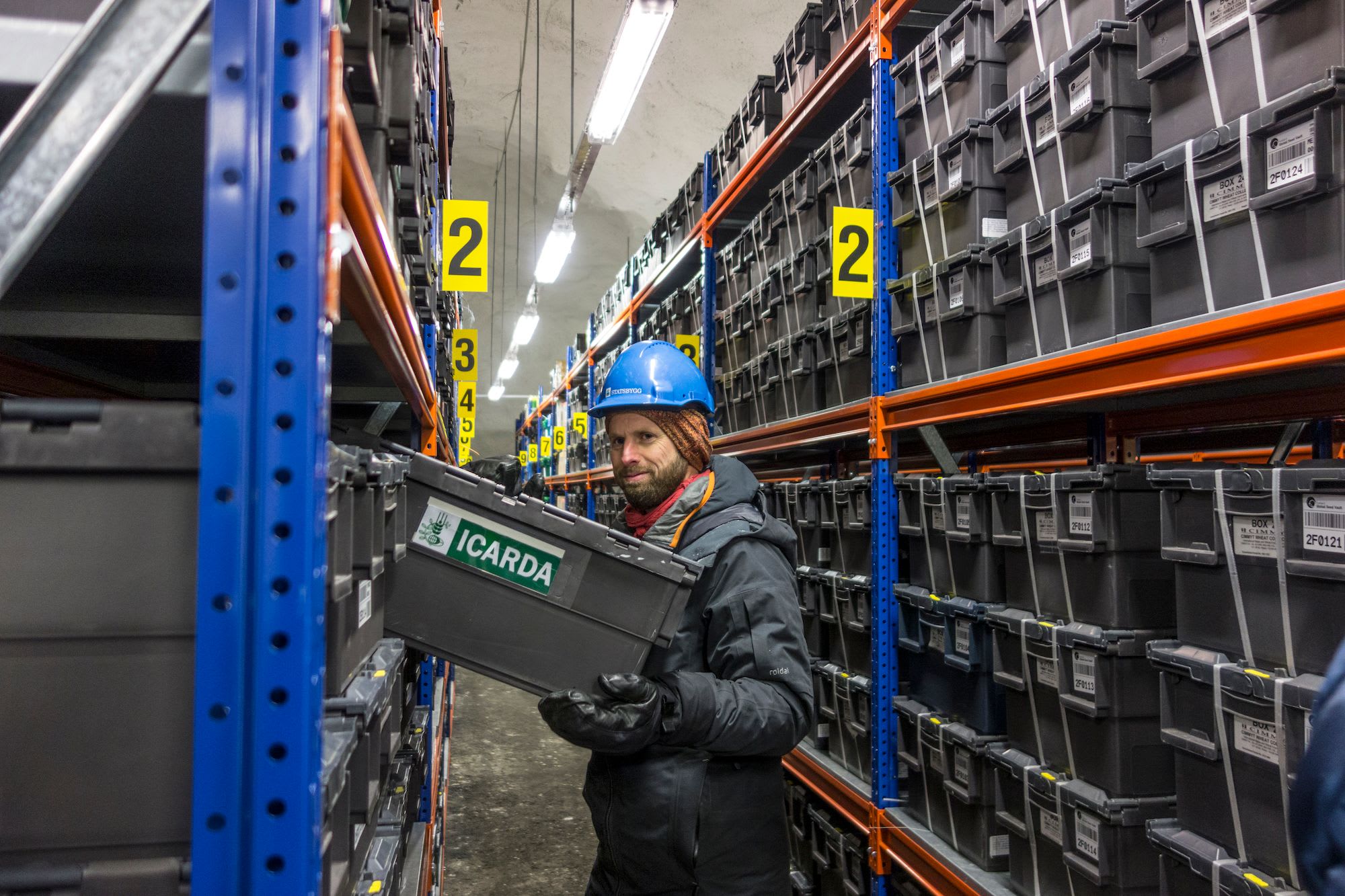Man in Svalbard Seed vault  blue hard hat handling grey storage box labeled "ICARDA" in industrial storage facility with metal shelves.