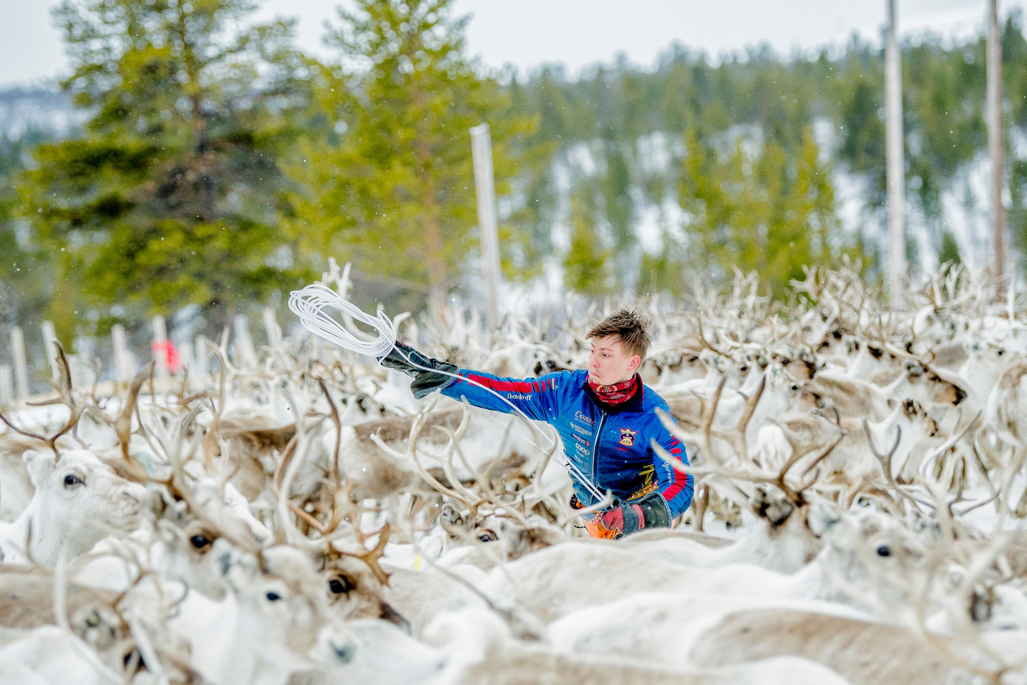 Ung gjetar kaster lasso blant reinsdyr i snøen.