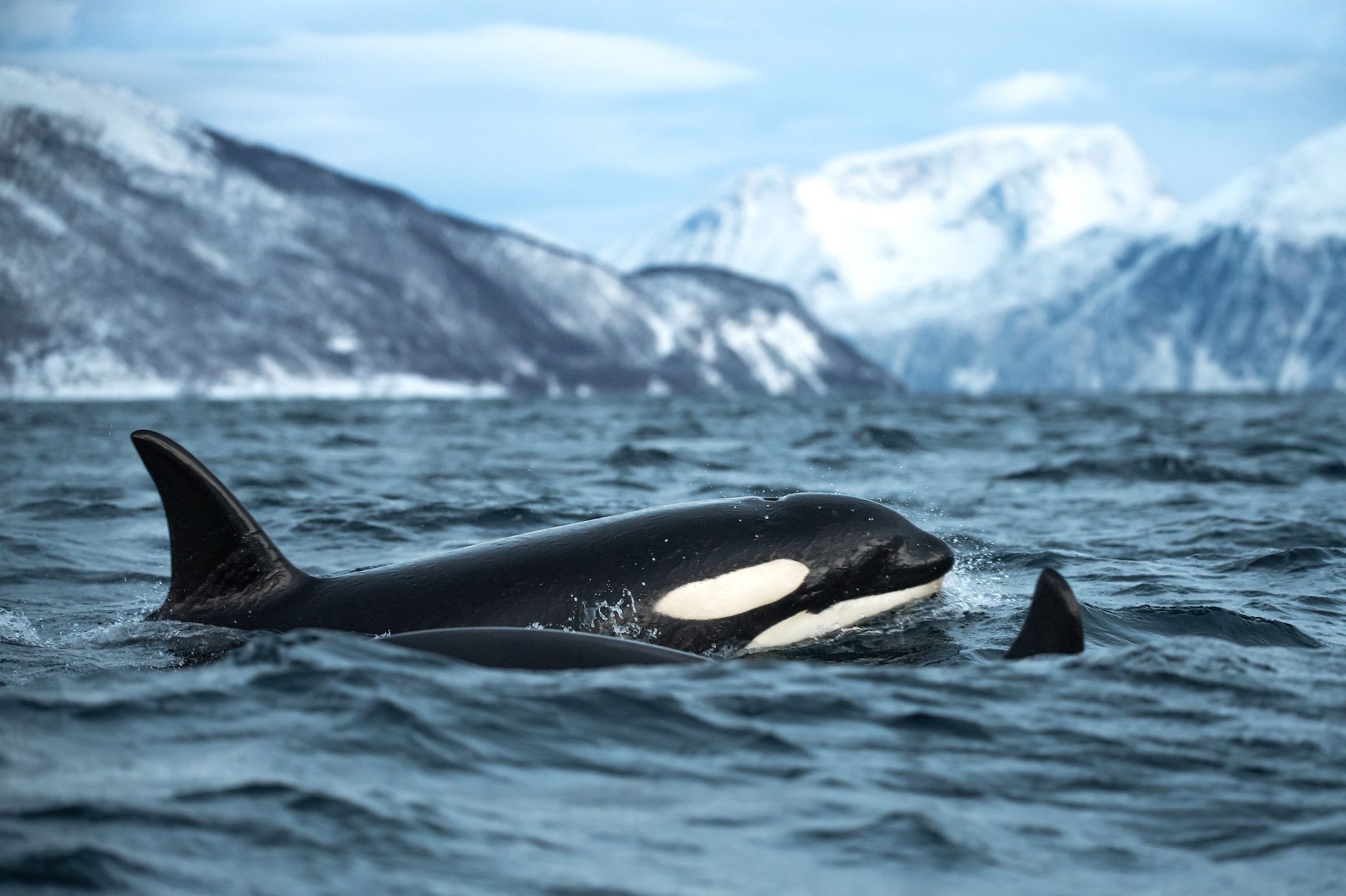 En majestetisk spekkhogger svømmer i arktiske farvann, med snødekte fjell i bakgrunnen.