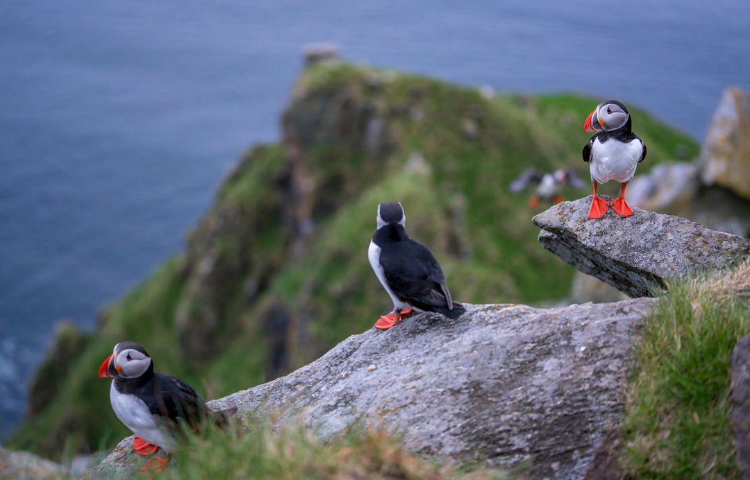 Colorful Atlantic puffins nesting on the cliffs of Runde Island near Ålesund, Norway