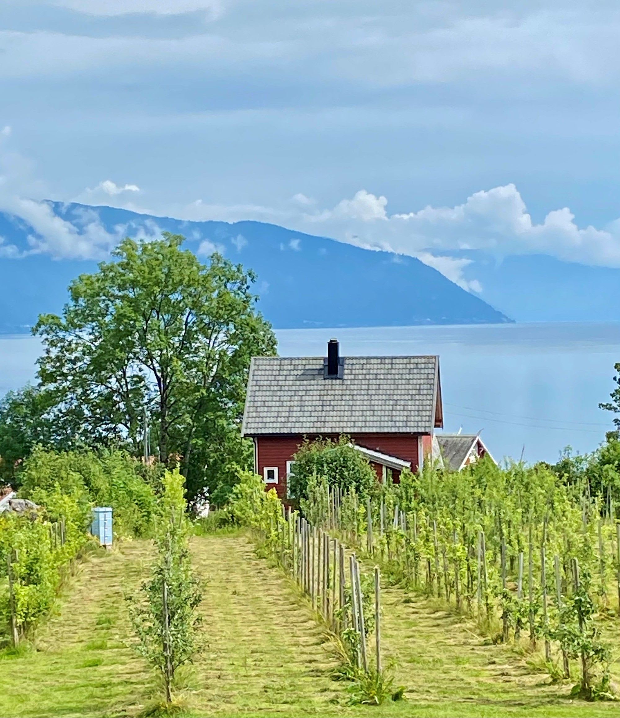 Fruktgård i Balestrand vakkert plassert ved Sognefjorden