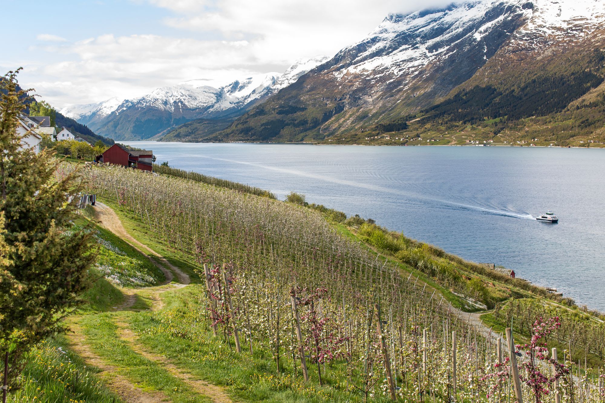 Frukttrær i blomst ser ut over fjord og fjell.