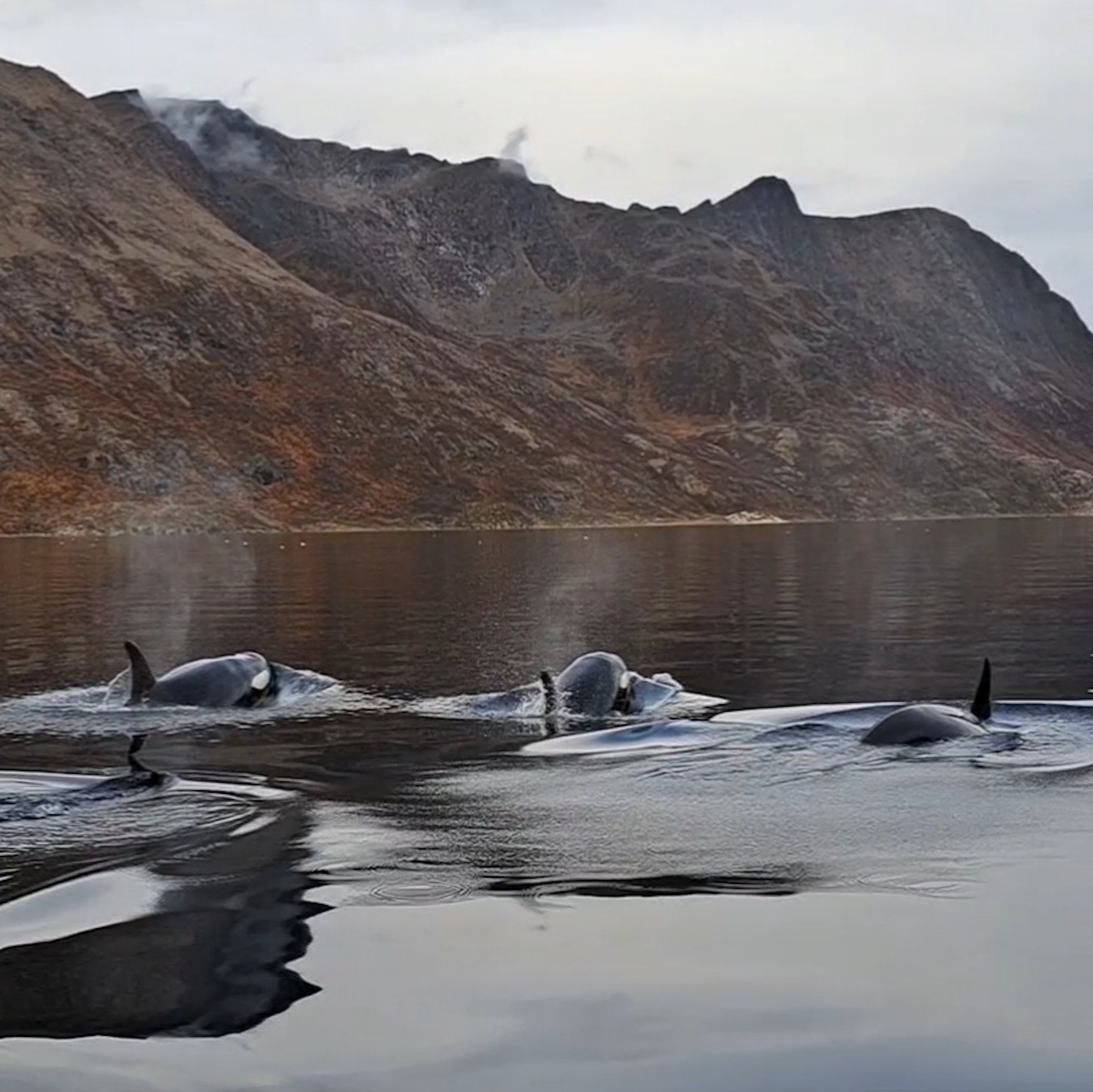 Tre spekkhoggere svømmer i Altafjorden, med ryggfinner synlige, snødekte fjell i bakgrunnen.
