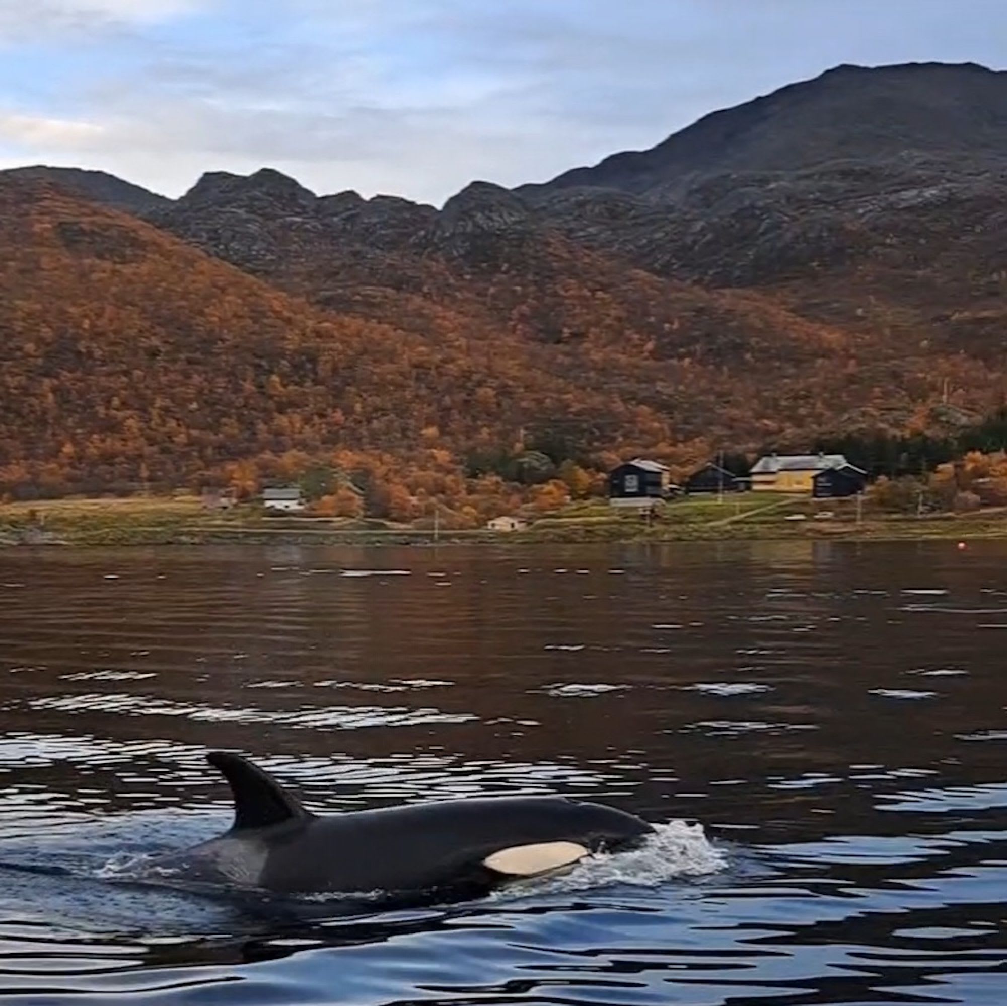 En spekkhogger svømmer nær en kystlandsby, med høsttrær, hus og fjell i bakgrunnen.