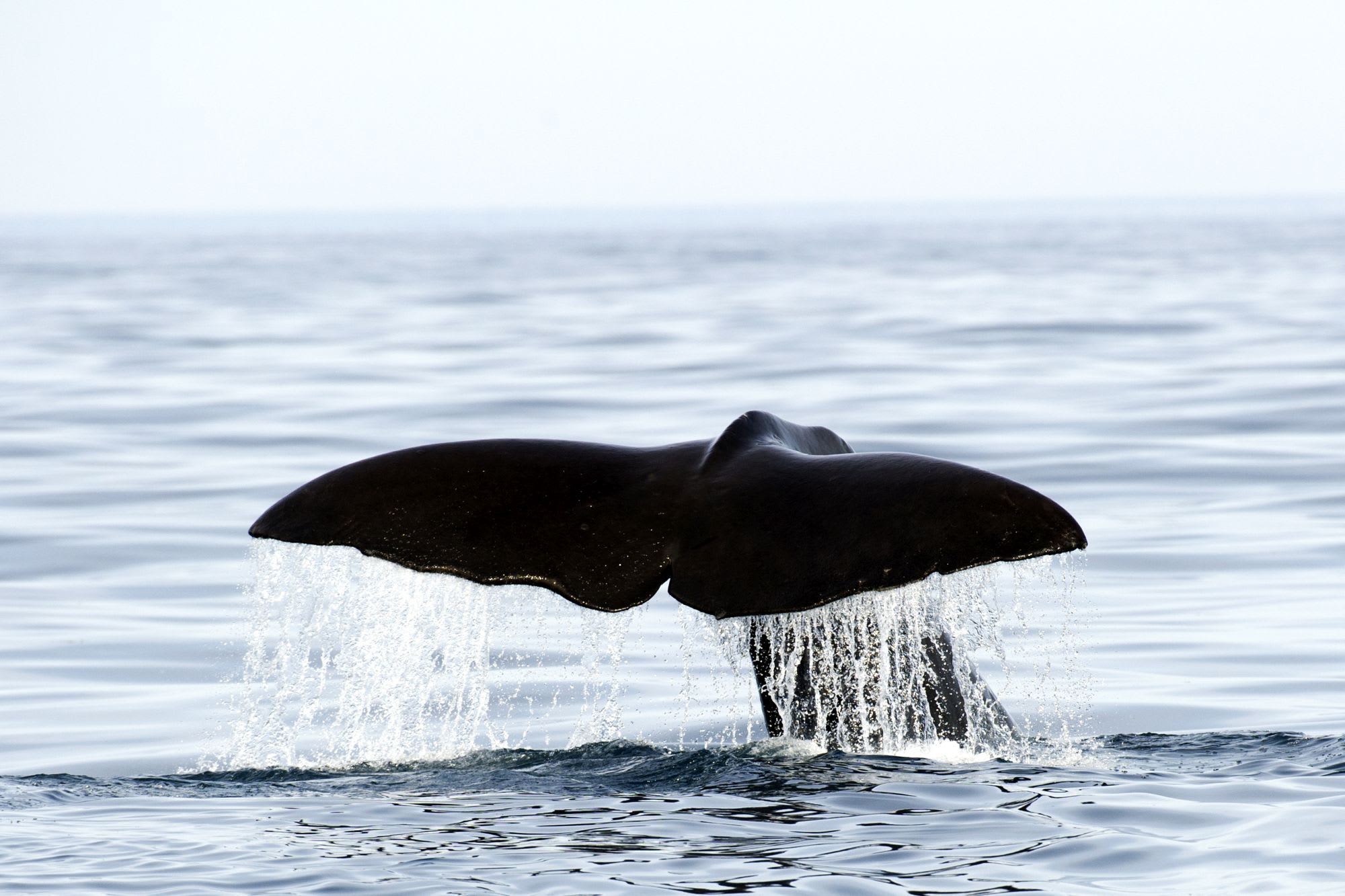 Close-up of whale’s tail emerging from the water, droplets splashing, calm ocean in the background.