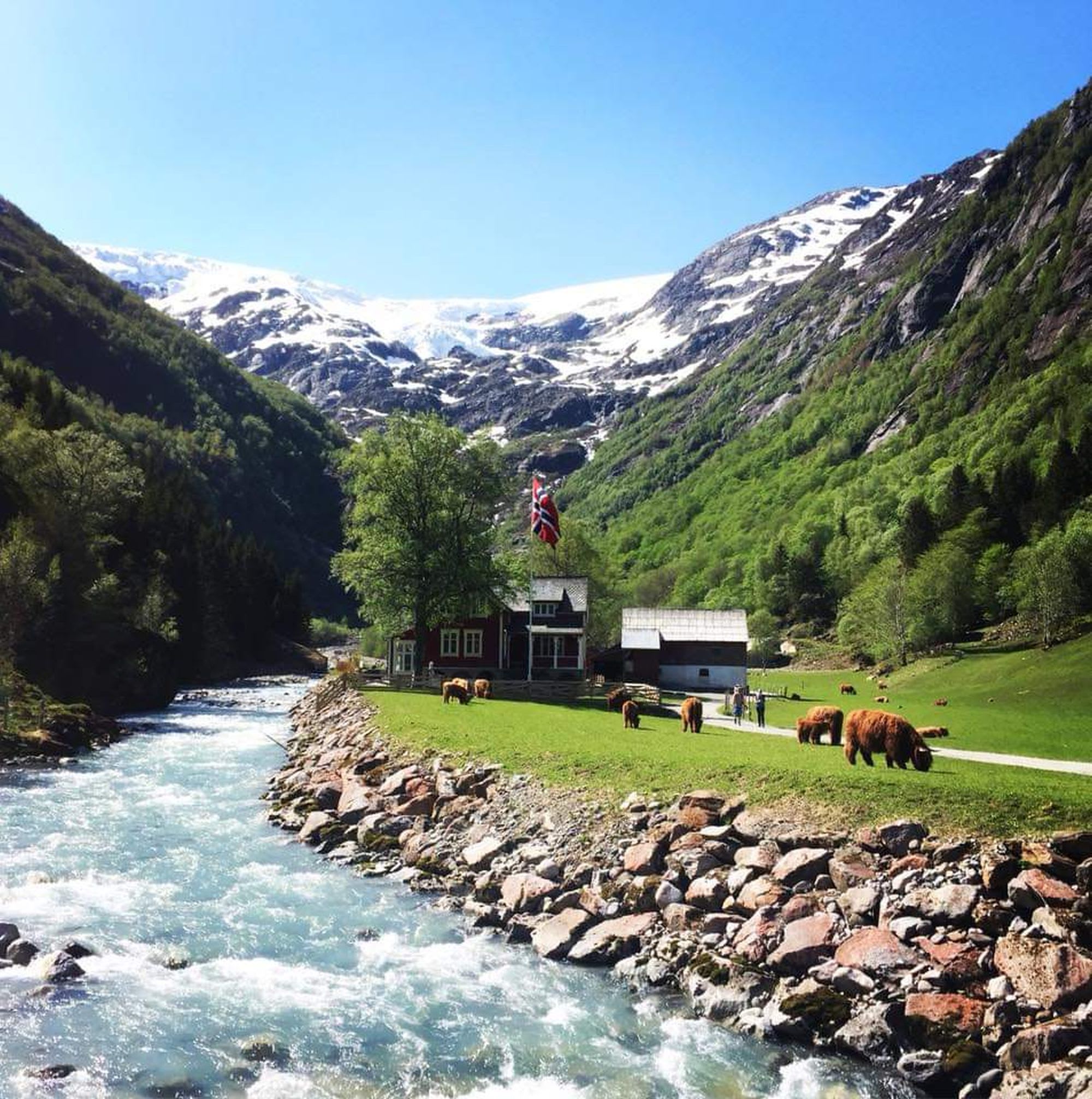 Fredelig norsk landsby med elv, hus, Highland-kveg og snøkledde fjell i bakgrunnen.