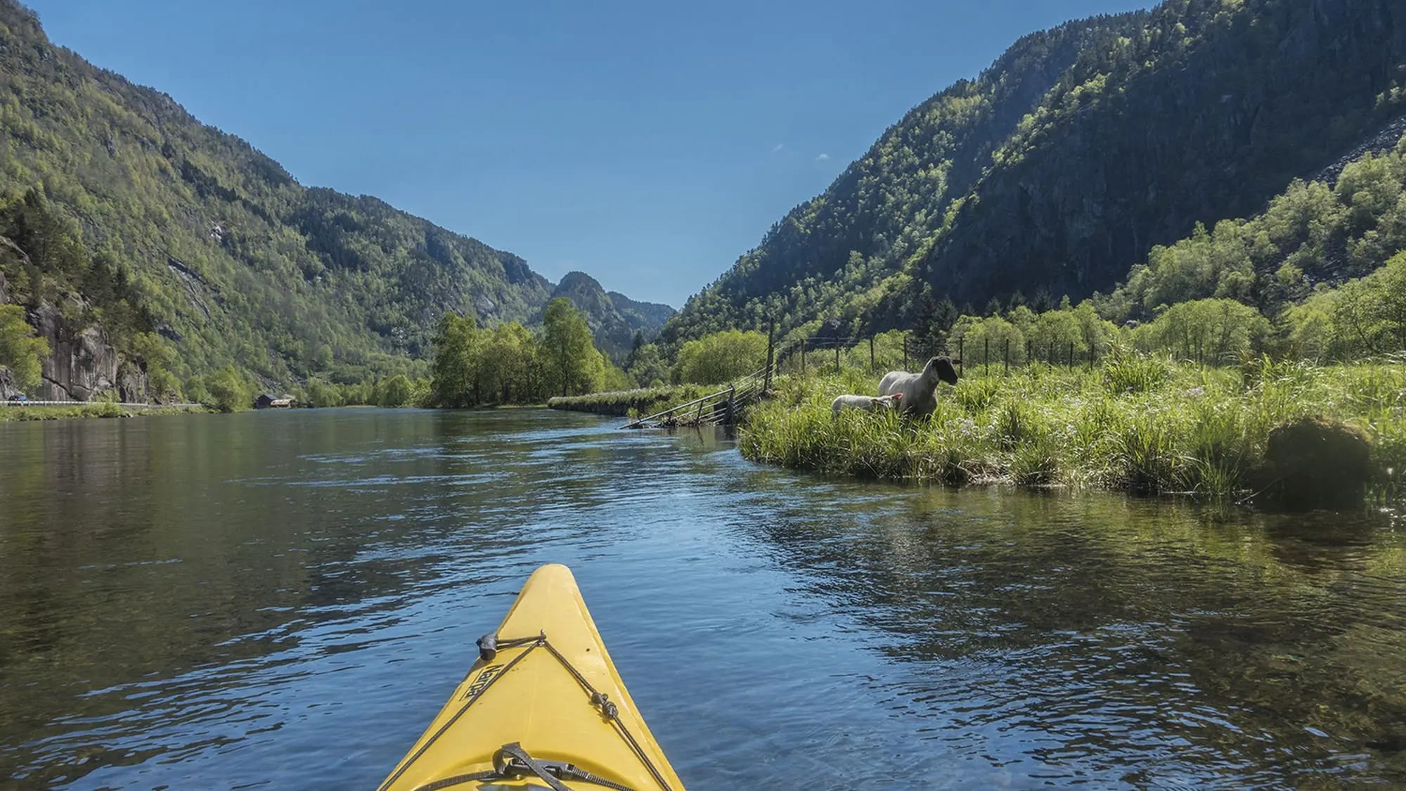 Yellow kayak with pastoral sheep scene on Sandvinsvatnet Lake shore