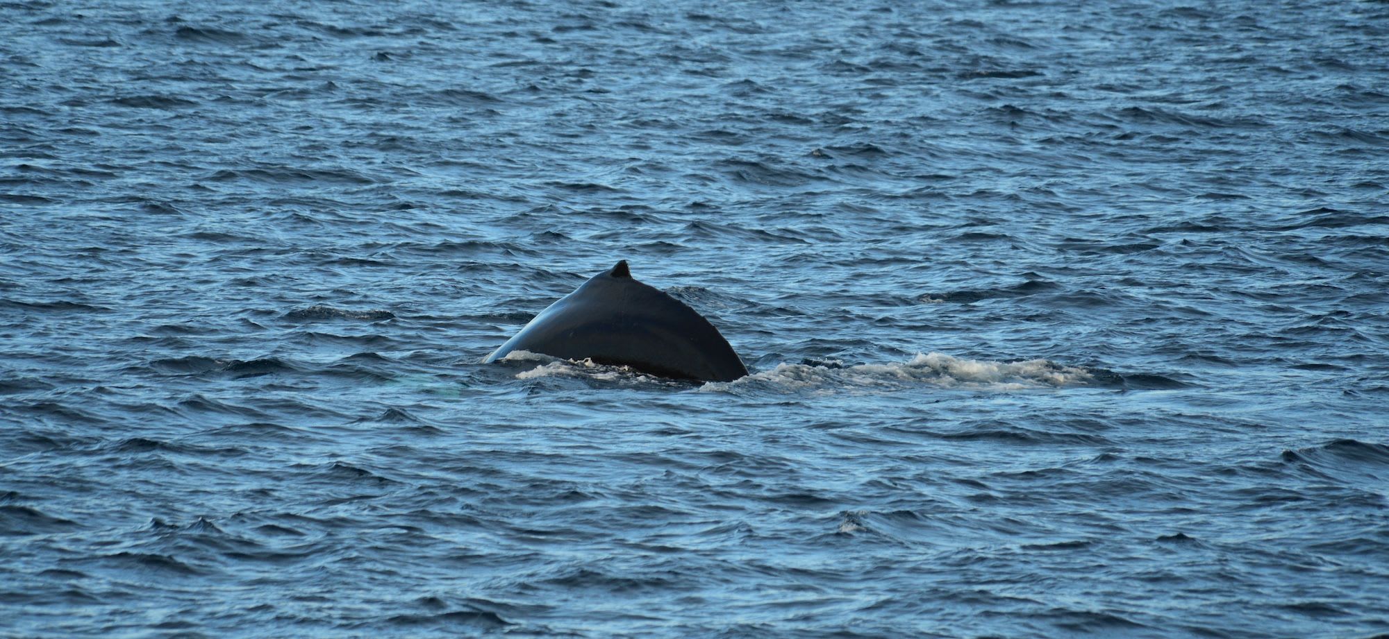 Humpback whale’s back breaks water surface with ripples.